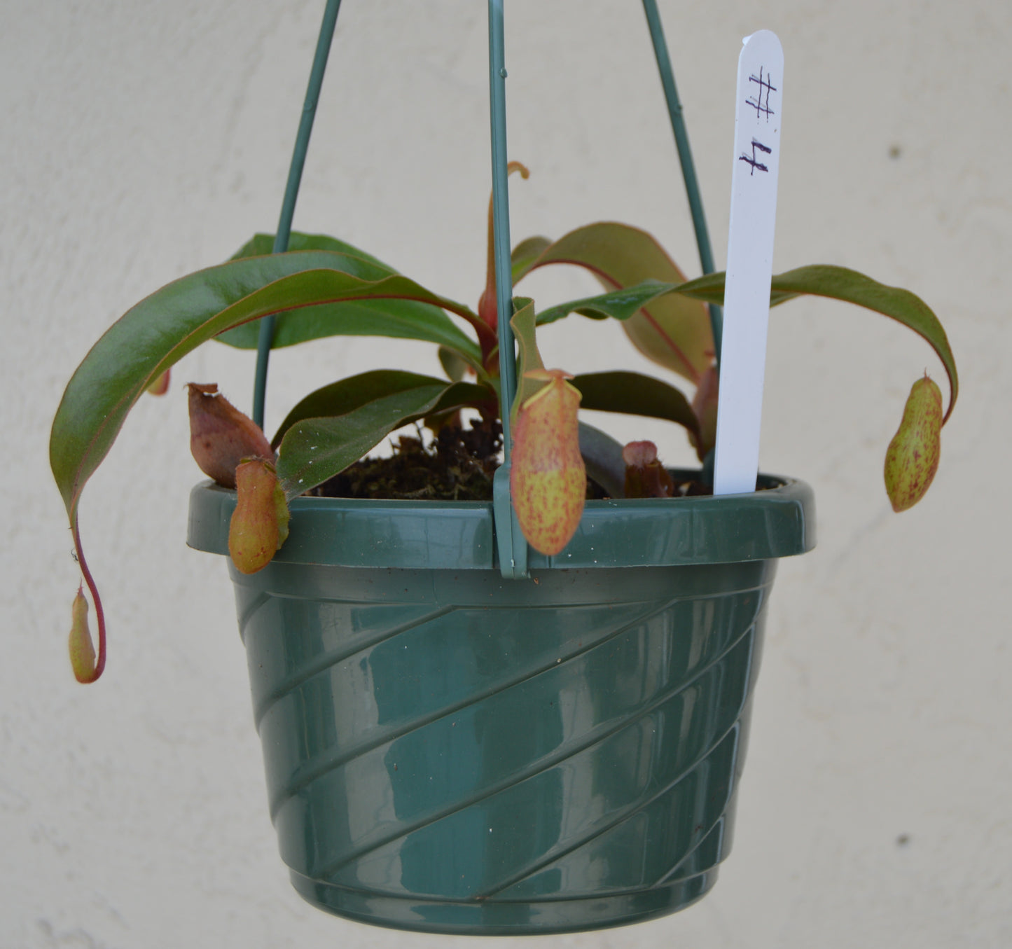 Nepenthes Thailand Mix Pitcher Plants