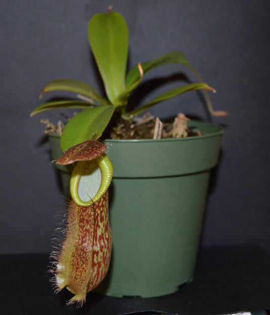 Amazing hybrid cross between N. Spathulata and Gng. Tambusisi form of hamata resemble the male parent side in coloration and teeth development. Pitchers will be large and lots of them as the hamata holds pitchers plants are in 4 inch pots