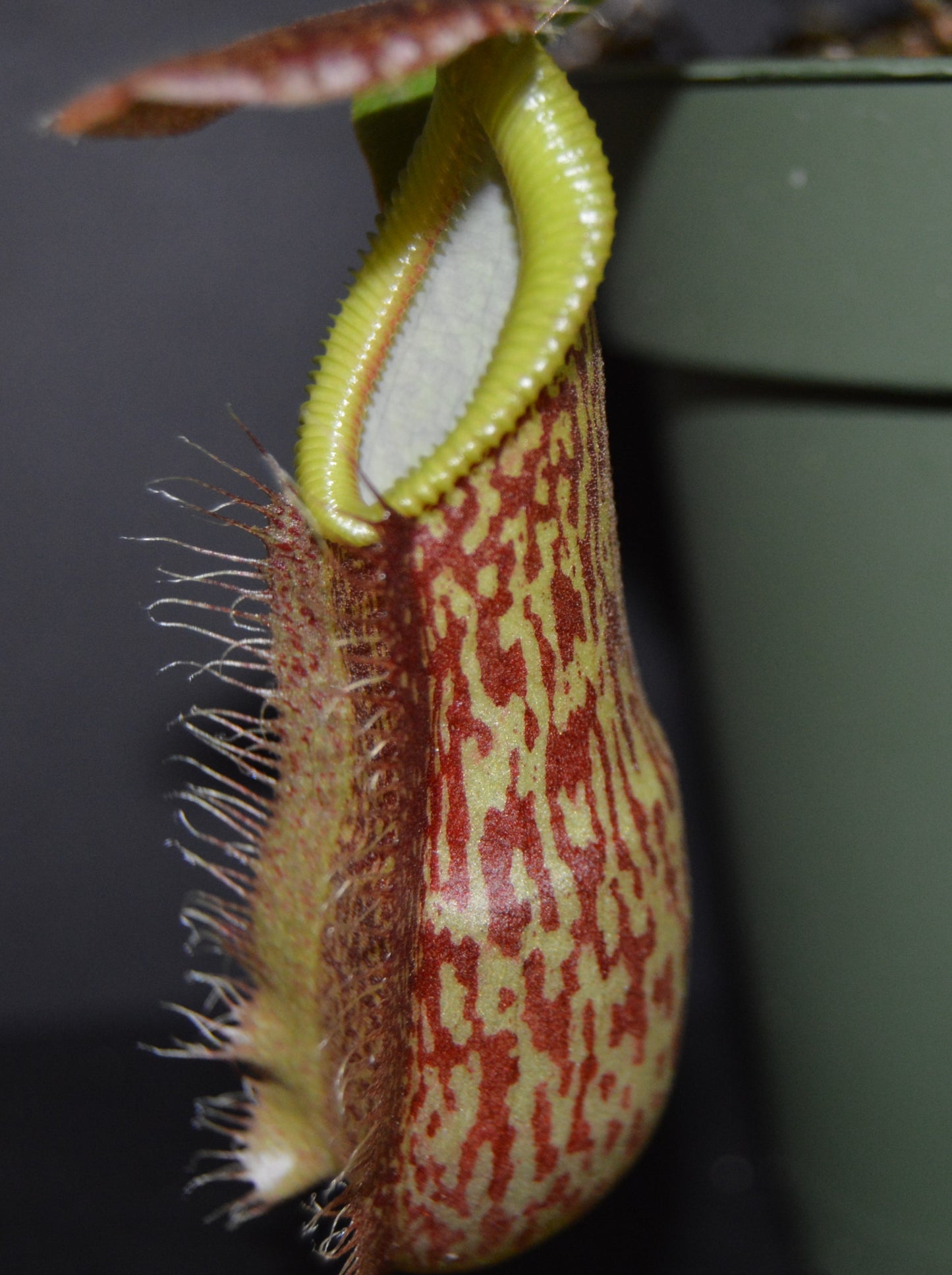 Amazing hybrid cross between N. Spathulata and Gng. Tambusisi form of hamata resemble the male parent side in coloration and teeth development. Pitchers will be large and lots of them as the hamata holds pitchers plants are in 4 inch pots