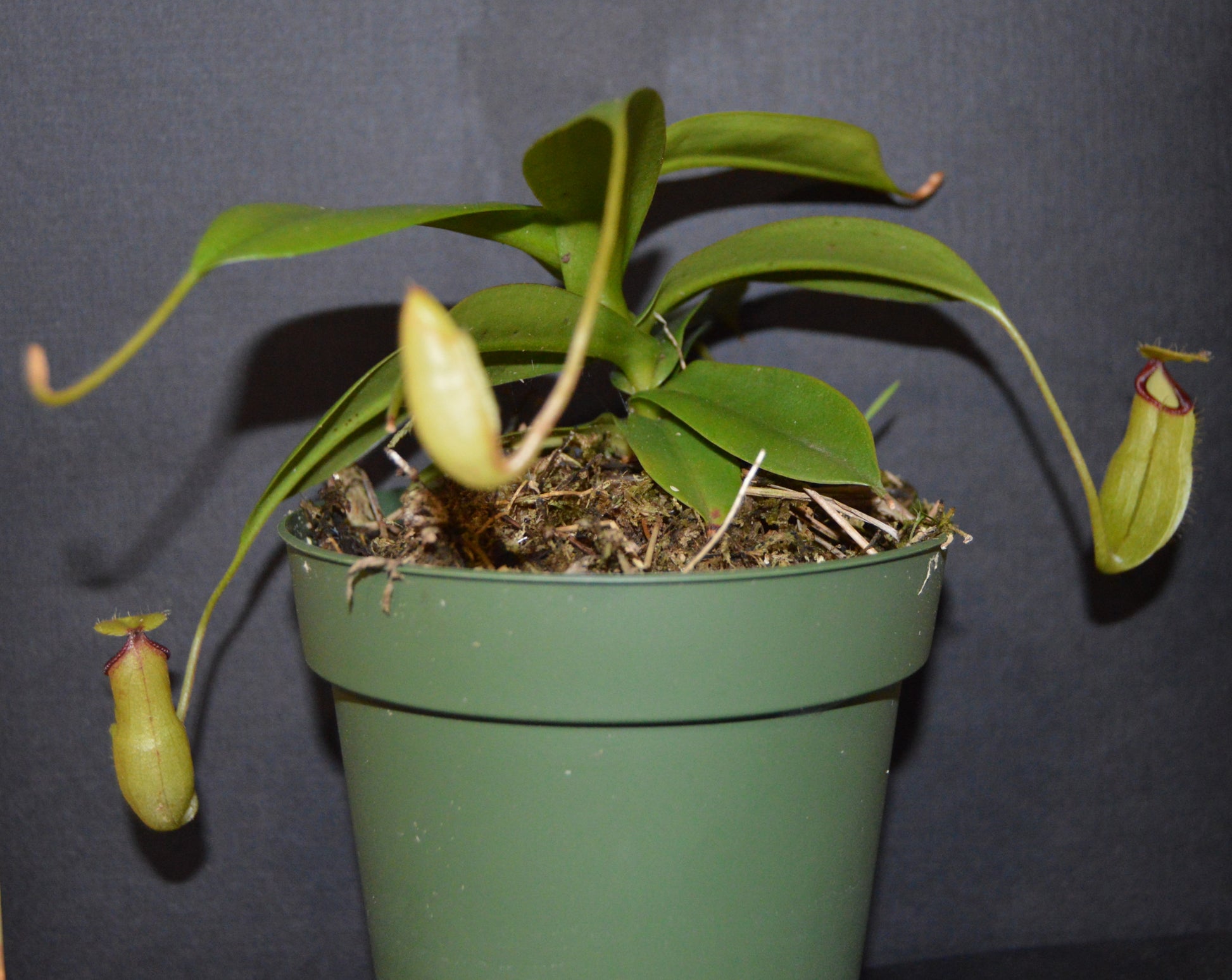 hybrid cross between N. Sibuyanensis used for its unique orange coloration and  Gng. Lumut form of N. Hamata. Pitchers will be large and long lasting with lots of them. They are in 4 inch pots