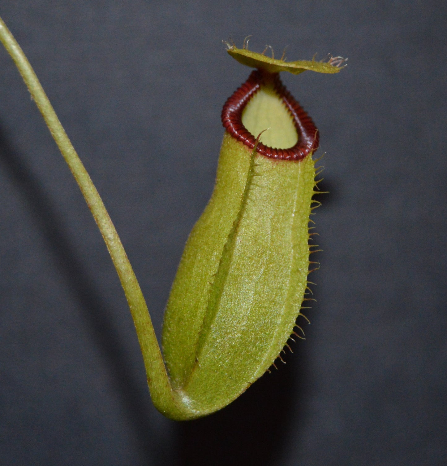 hybrid cross between N. Sibuyanensis used for its unique orange coloration and Gng. Lumut form of N. Hamata. Pitchers will be large and long lasting with lots of them. They are in 4 inch pots