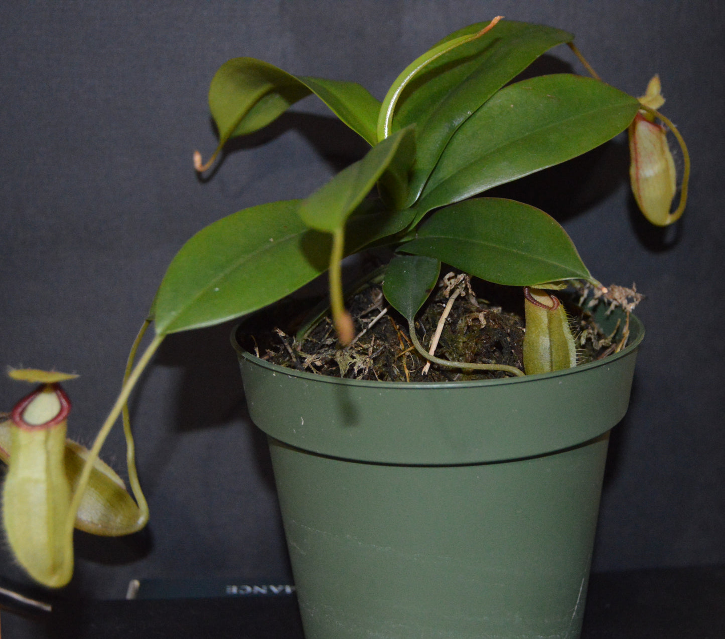 hybrid cross between N. Sibuyanensis used for its unique orange coloration and Gng. Lumut form of N. Hamata. Pitchers will be large and long lasting with lots of them. They are in 4 inch pots