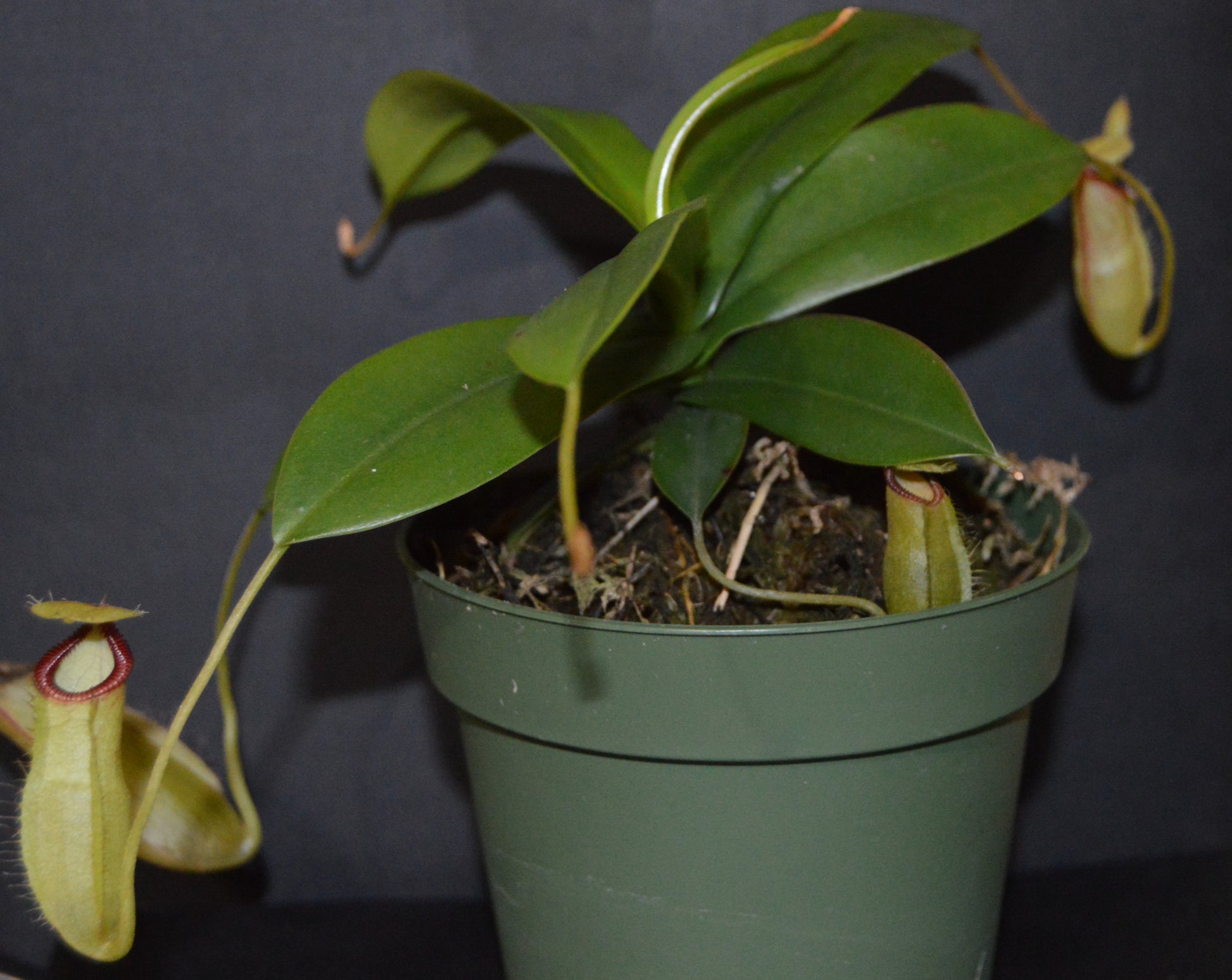 hybrid cross between N. Sibuyanensis used for its unique orange coloration and Gng. Lumut form of N. Hamata. Pitchers will be large and long lasting with lots of them. They are in 4 inch pots