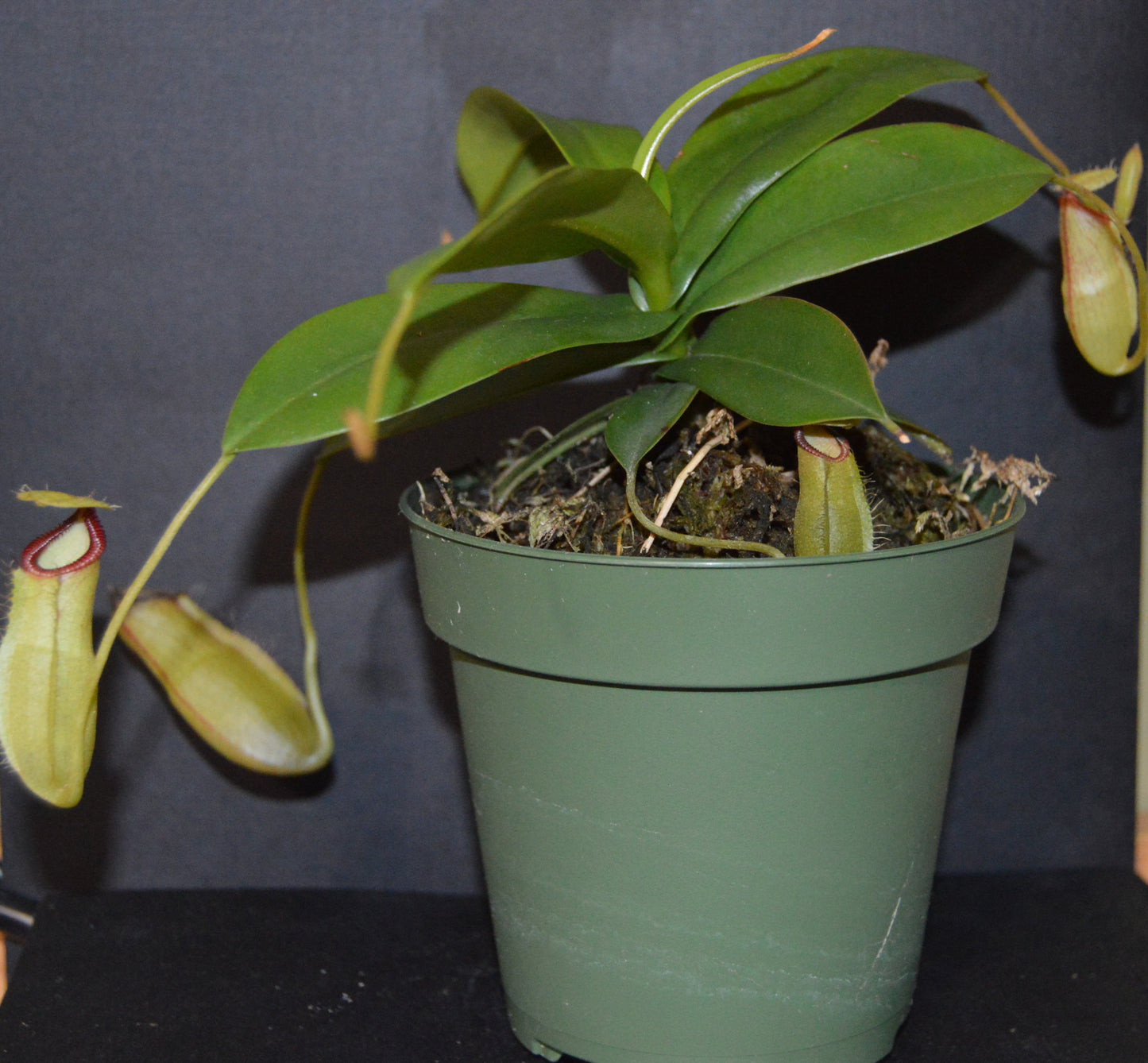 hybrid cross between N. Sibuyanensis used for its unique orange coloration and Gng. Lumut form of N. Hamata. Pitchers will be large and long lasting with lots of them. They are in 4 inch pots