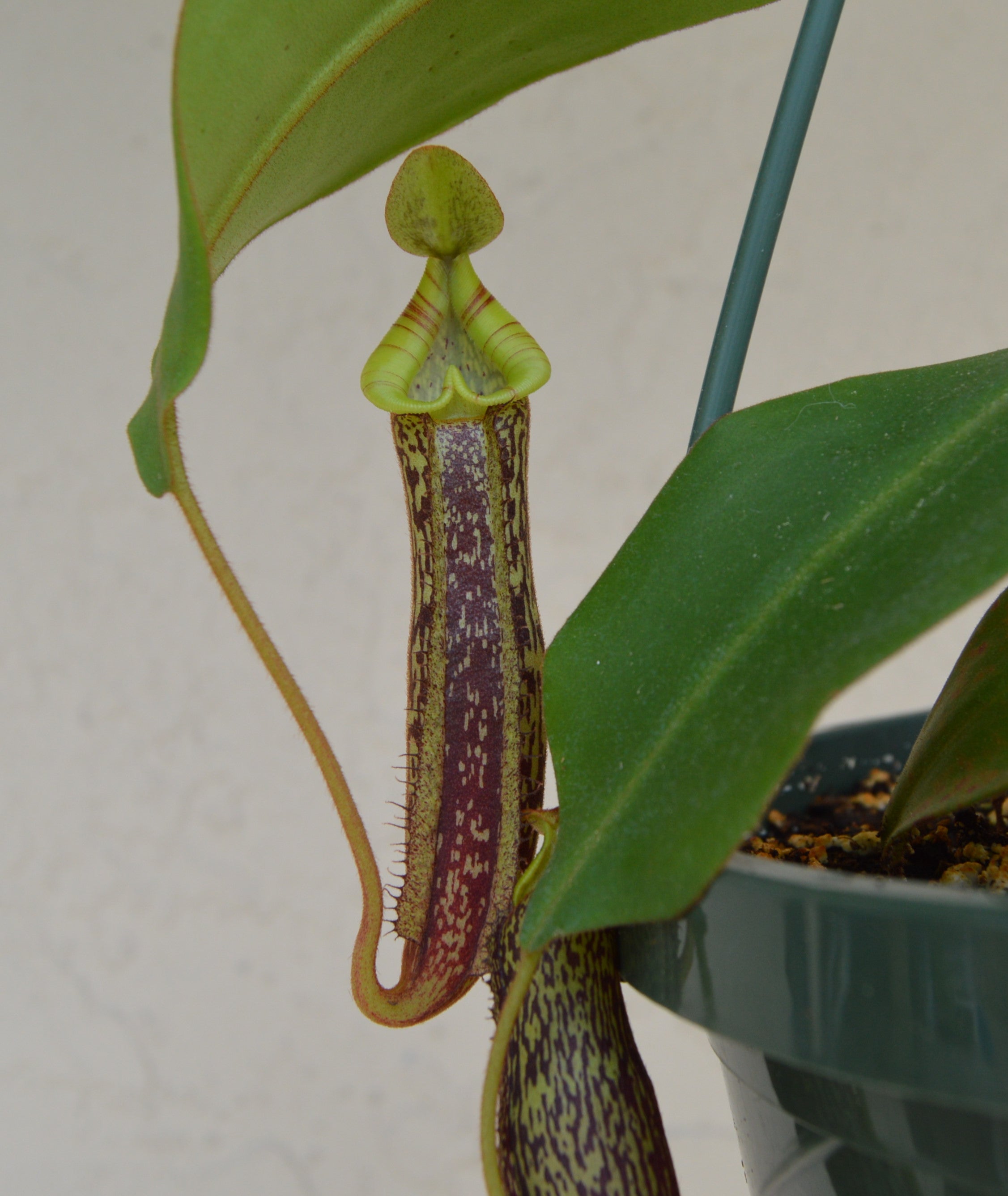 Nepenthes Spectabilis x Platychila Pitcher Plant BE- 3760