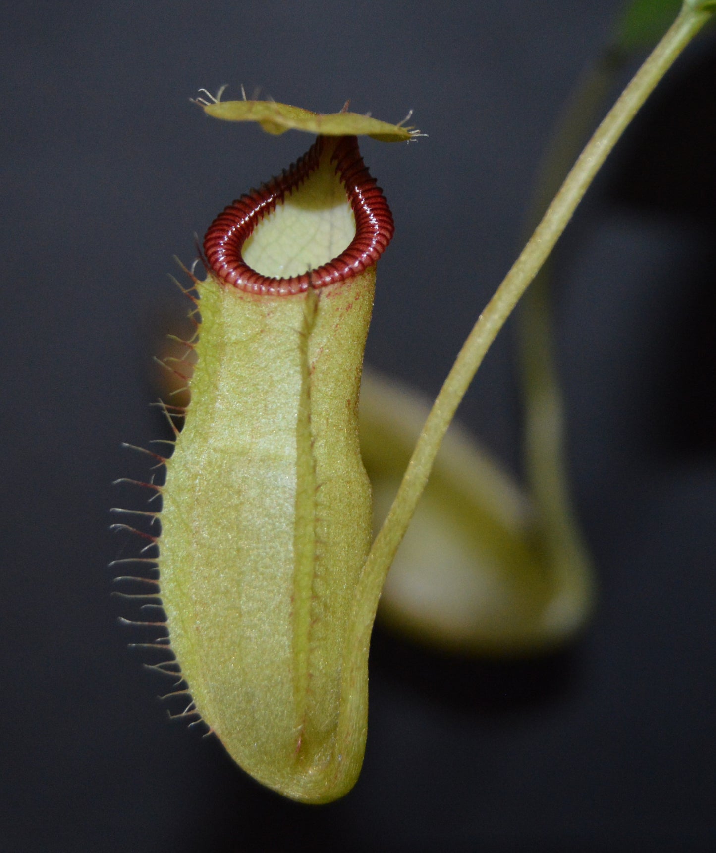 hybrid cross between N. Sibuyanensis used for its unique orange coloration and Gng. Lumut form of N. Hamata. Pitchers will be large and long lasting with lots of them. They are in 4 inch pots