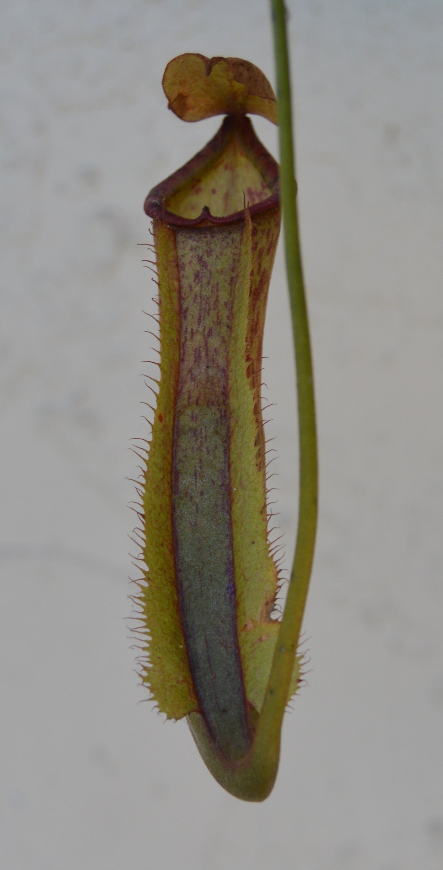 pitchers will reach anywhere from 6-12 inches long and are green with reddish specks all over. The wings are ruffled leading up to a wide yet narrow opening at the peristome. Upper pitchers will turn a very colorful green with red striping or red with green striping. plants are in 8 in hanging baskets