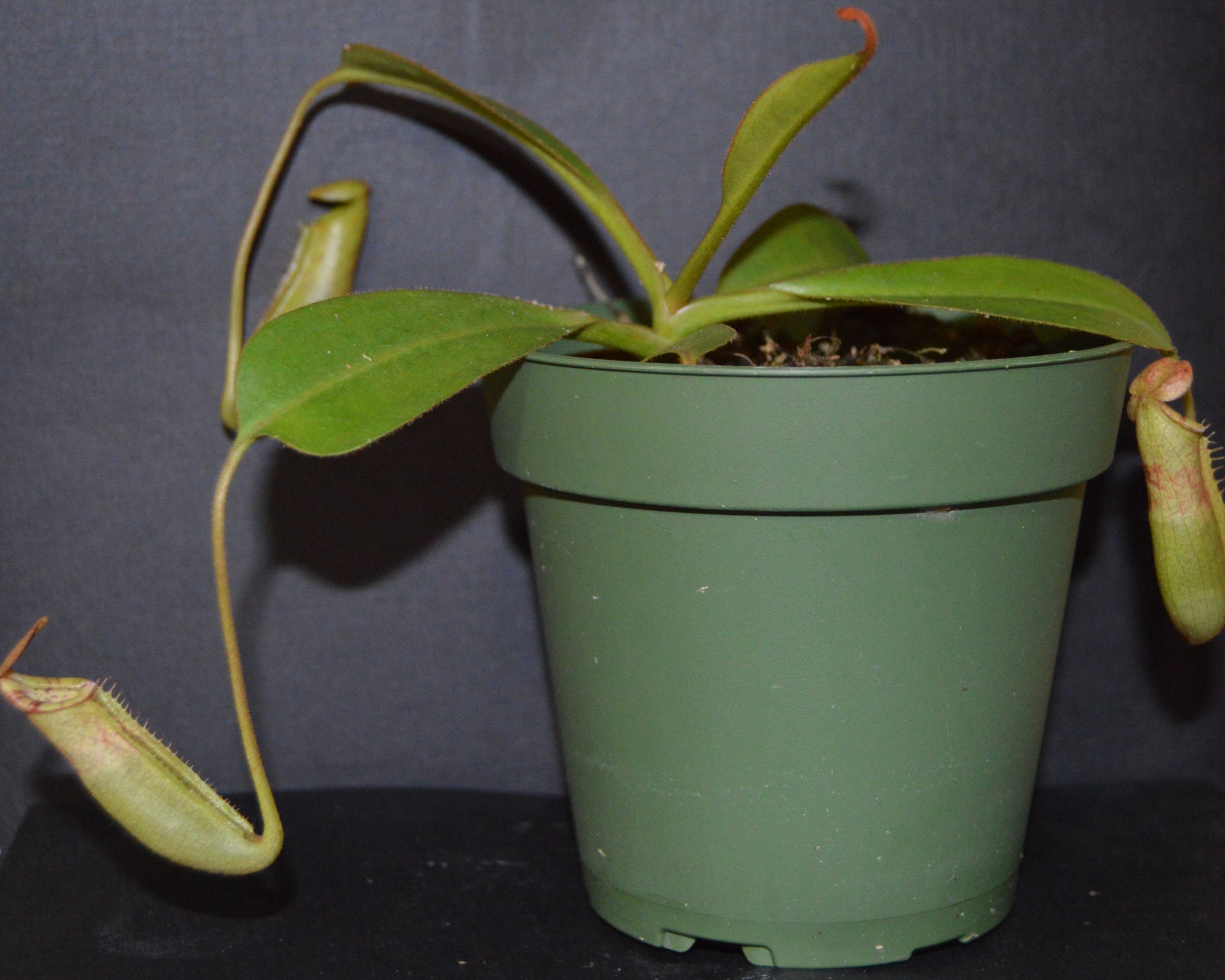 absolutely spectacular nepenthes new hybrid from BE with candy striped peristome and toilet bowl shaped upper pitchers plants are shipped in 4 inch pots