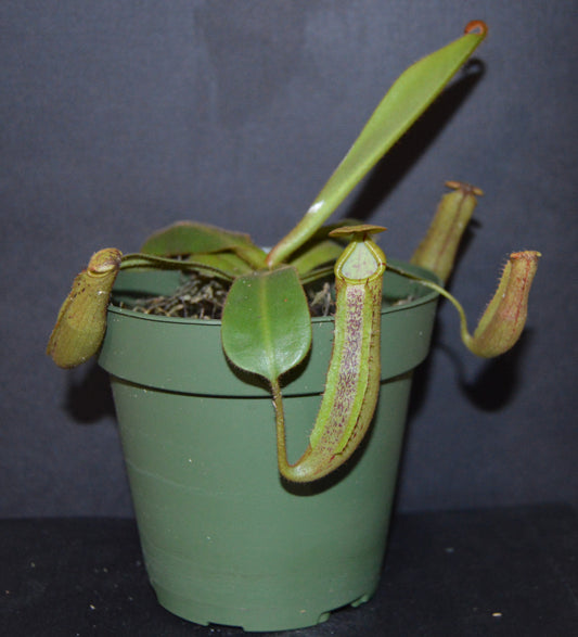 spectacular hybrid. The combination of veitchii with large flared peristome and incredible striping and platychila’s speckled pitcher body and flat equally striped peristome most colorful nepenthes in 4 inch pots