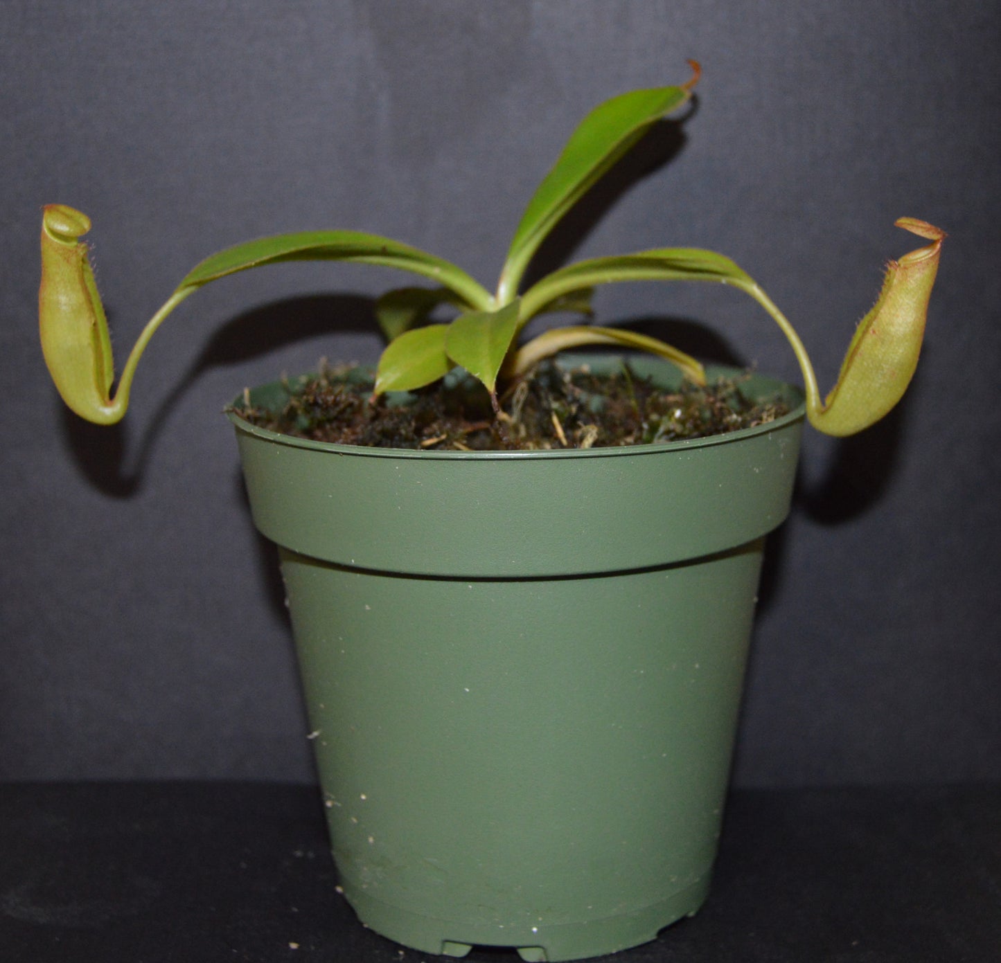 The female parent is a seed grown veitchii x lowii  They will have colorful striped peristomes with a tubular shaped reddish green pitcher body They are in 4 inch pots