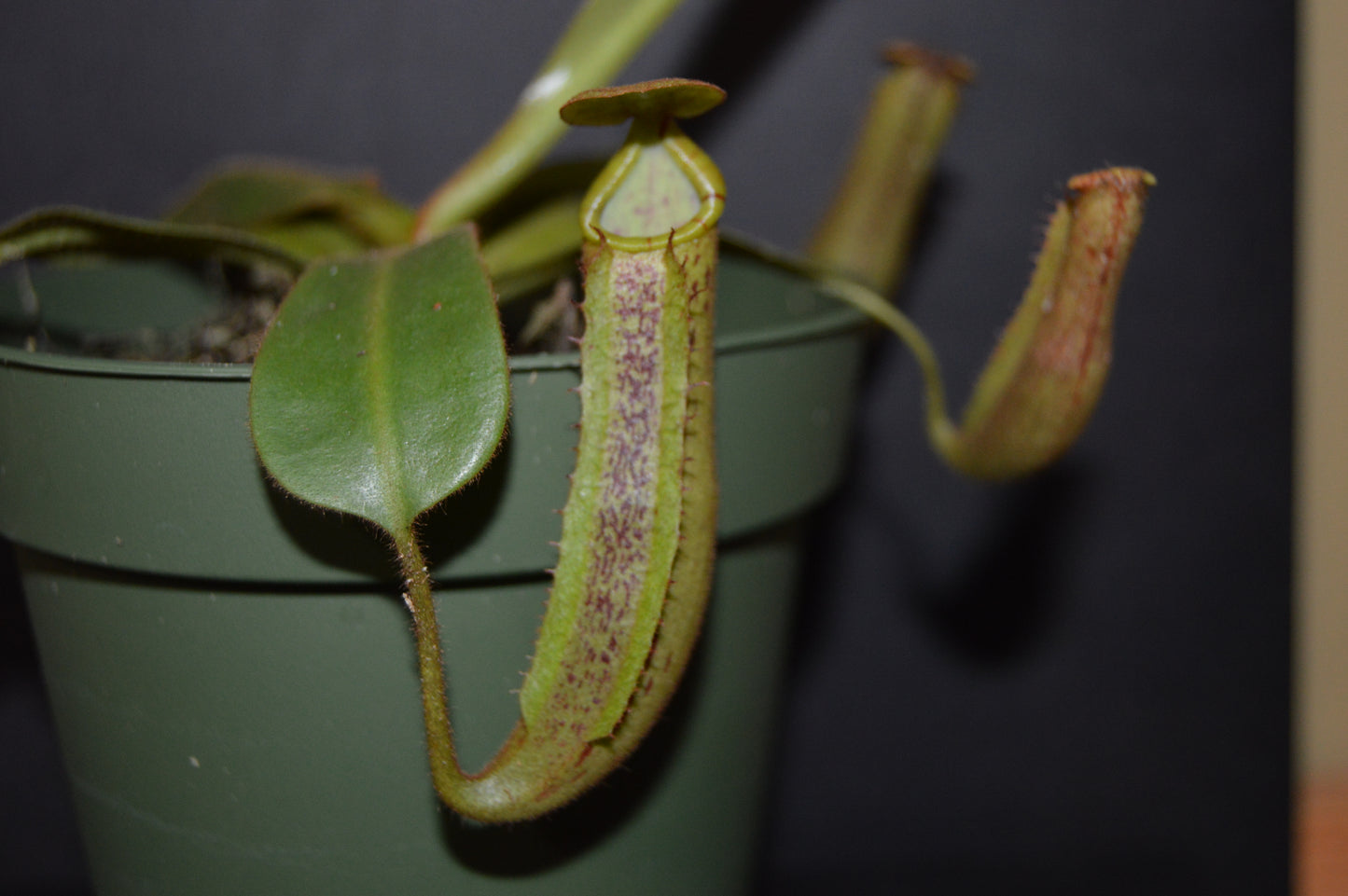 spectacular hybrid. The combination of veitchii with large flared peristome and incredible striping and platychila’s speckled pitcher body and flat equally striped peristome most colorful nepenthes in 4 inch pots