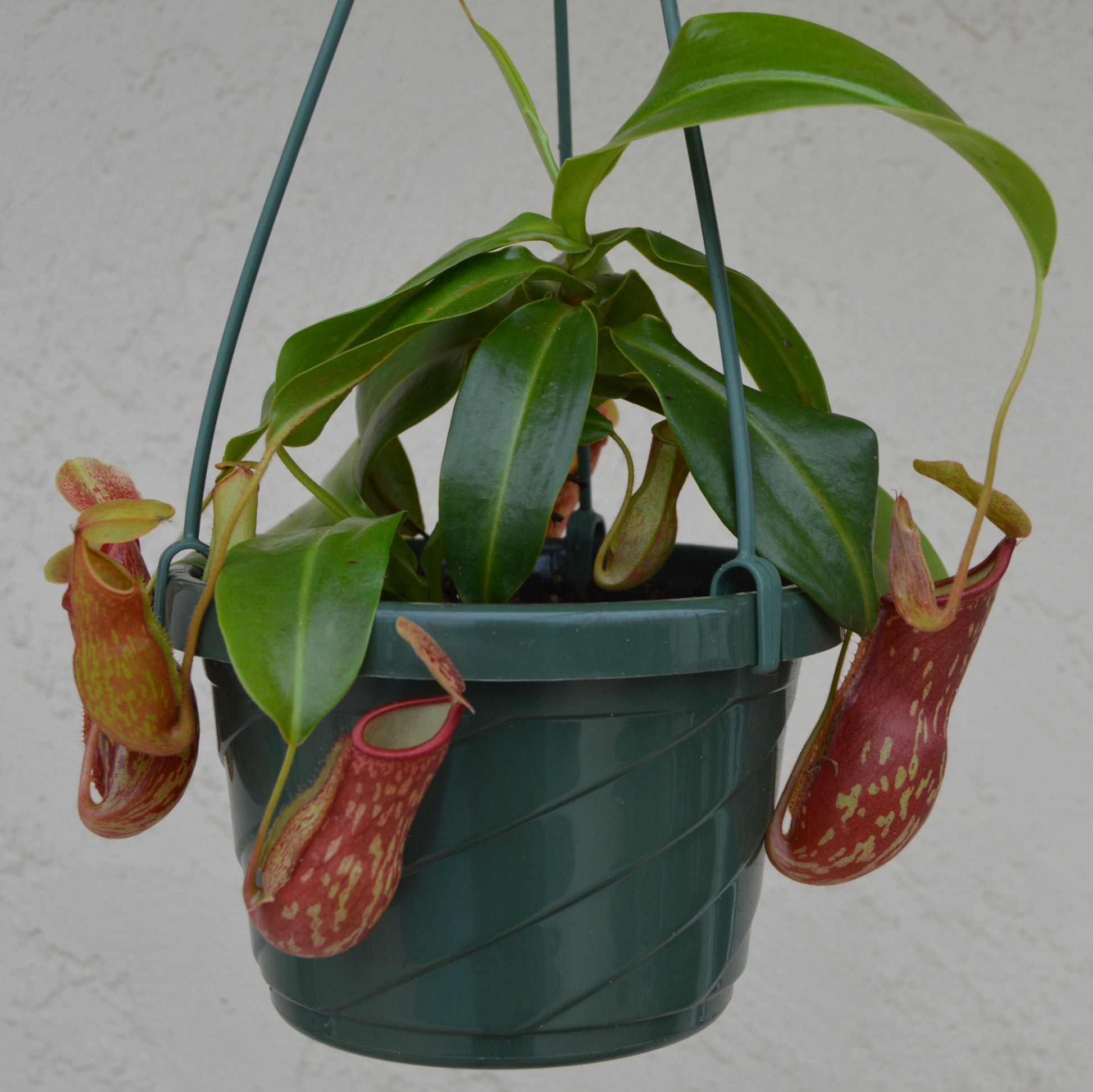 Nepenthes St. Gaya is a hybrid cross between khasiana x (ventricosa x maxima) Plants are at least 8 to 10 inches across with multiple pitchers and cherry red and green speckled coloration in 6 inch baskets