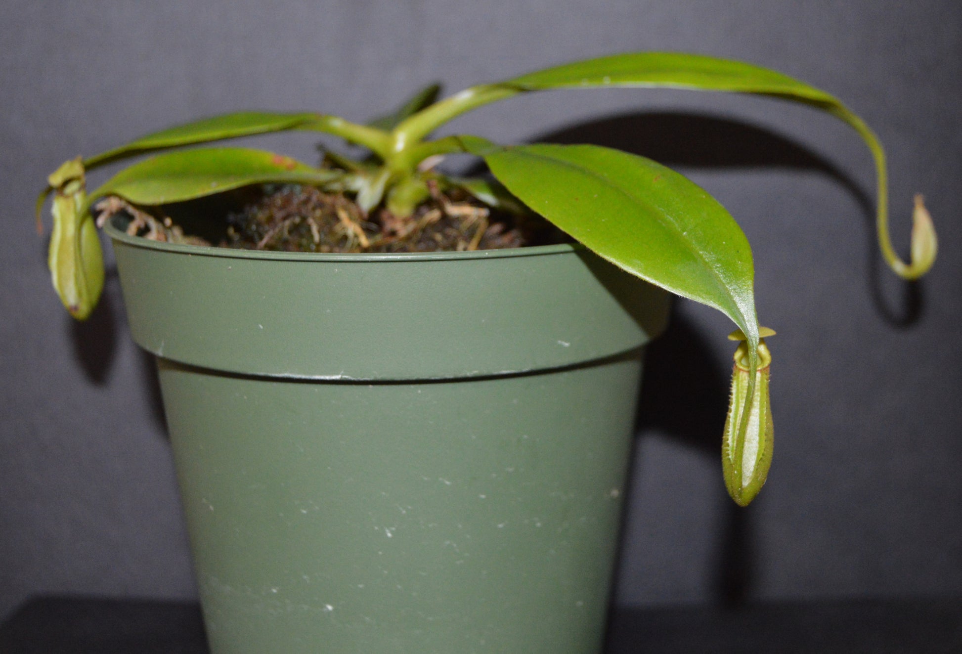 nepenthes Bicalcarata is most commonly recognized for its 2 fangs protruding from underneath the lid pitchers will have an orange/yellowish color plants are in 4 inch pots