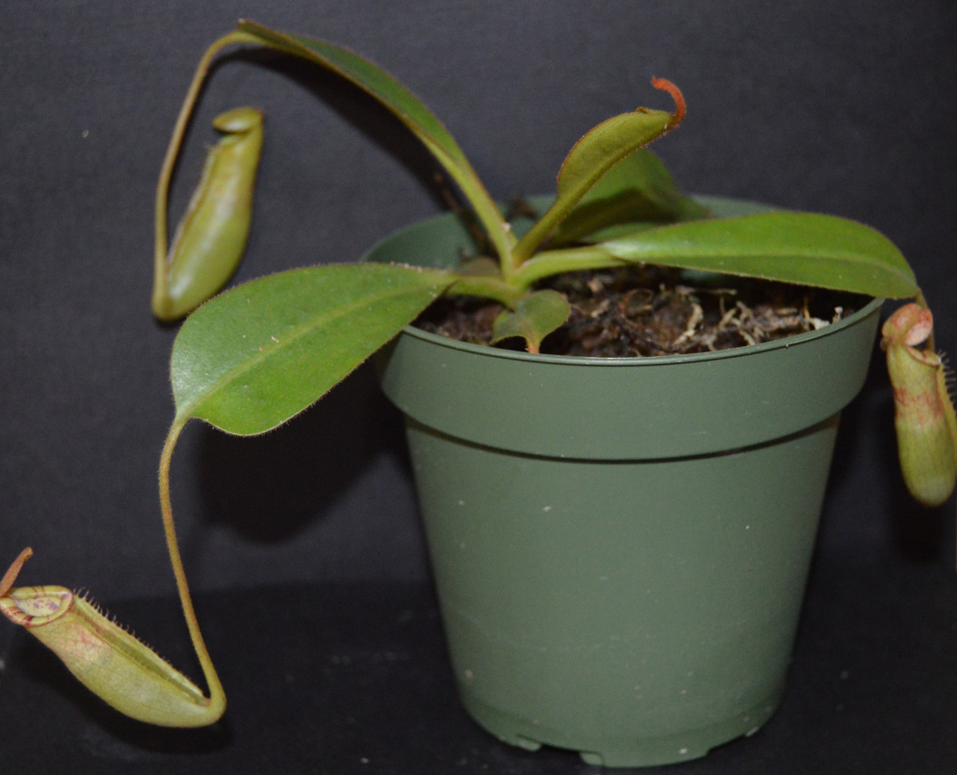 absolutely spectacular nepenthes new hybrid from BE with candy striped peristome and toilet bowl shaped upper pitchers plants are shipped in 4 inch pots