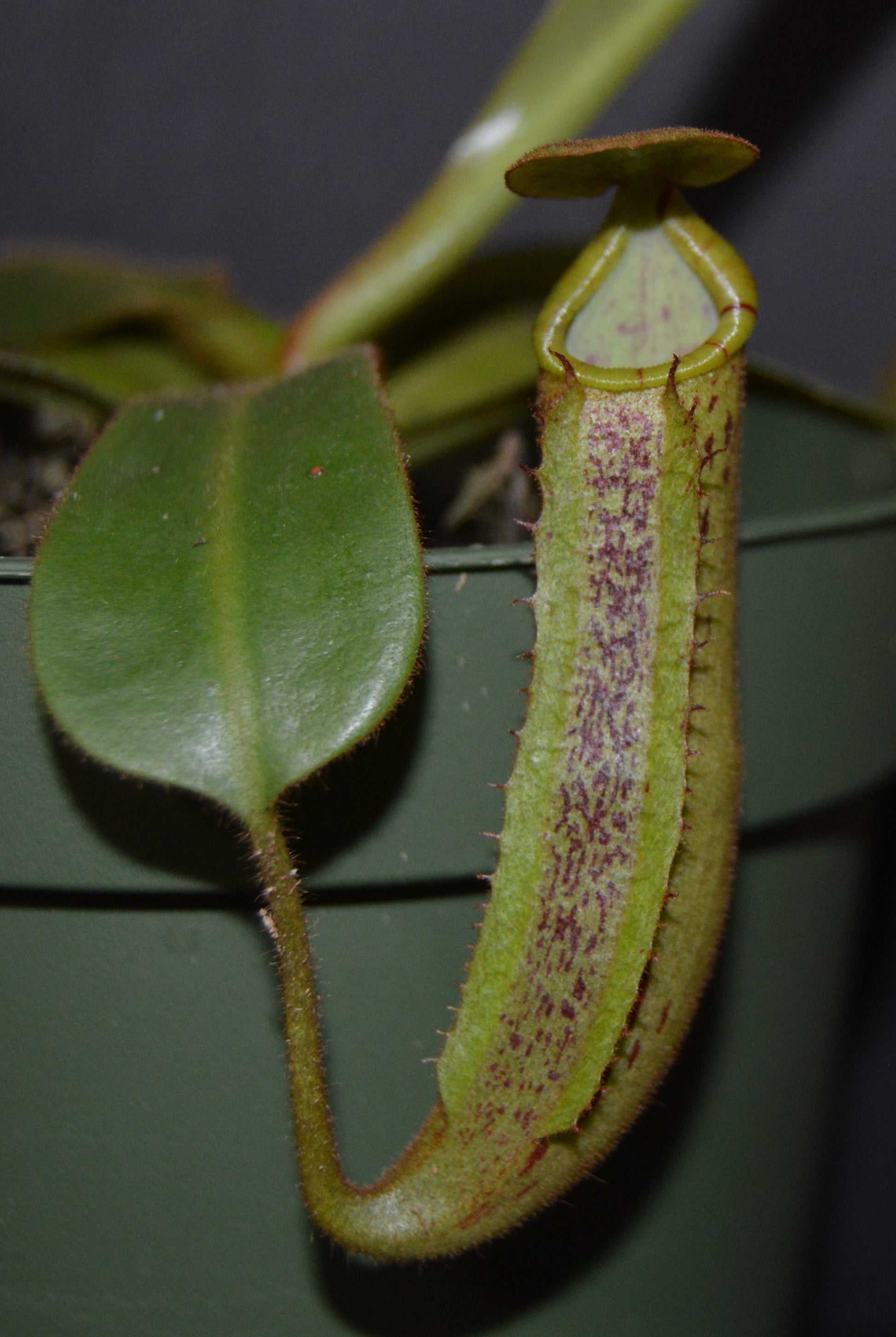 spectacular hybrid. The combination of veitchii with large flared peristome and incredible striping and platychila’s speckled pitcher body and flat equally striped peristome most colorful nepenthes in 4 inch pots