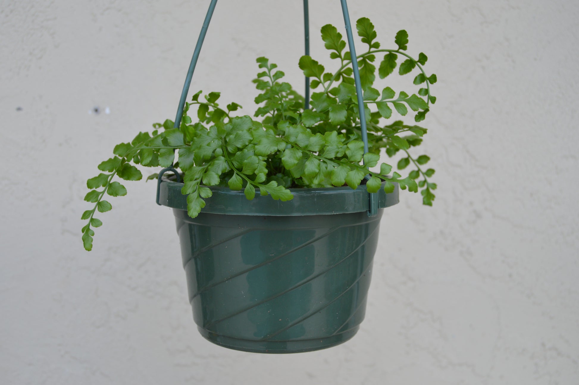 Asplenium Parvati has very distinctive, thick, dark green fronds. Leaves are hardy and shiny giving it an extremely robust nature.