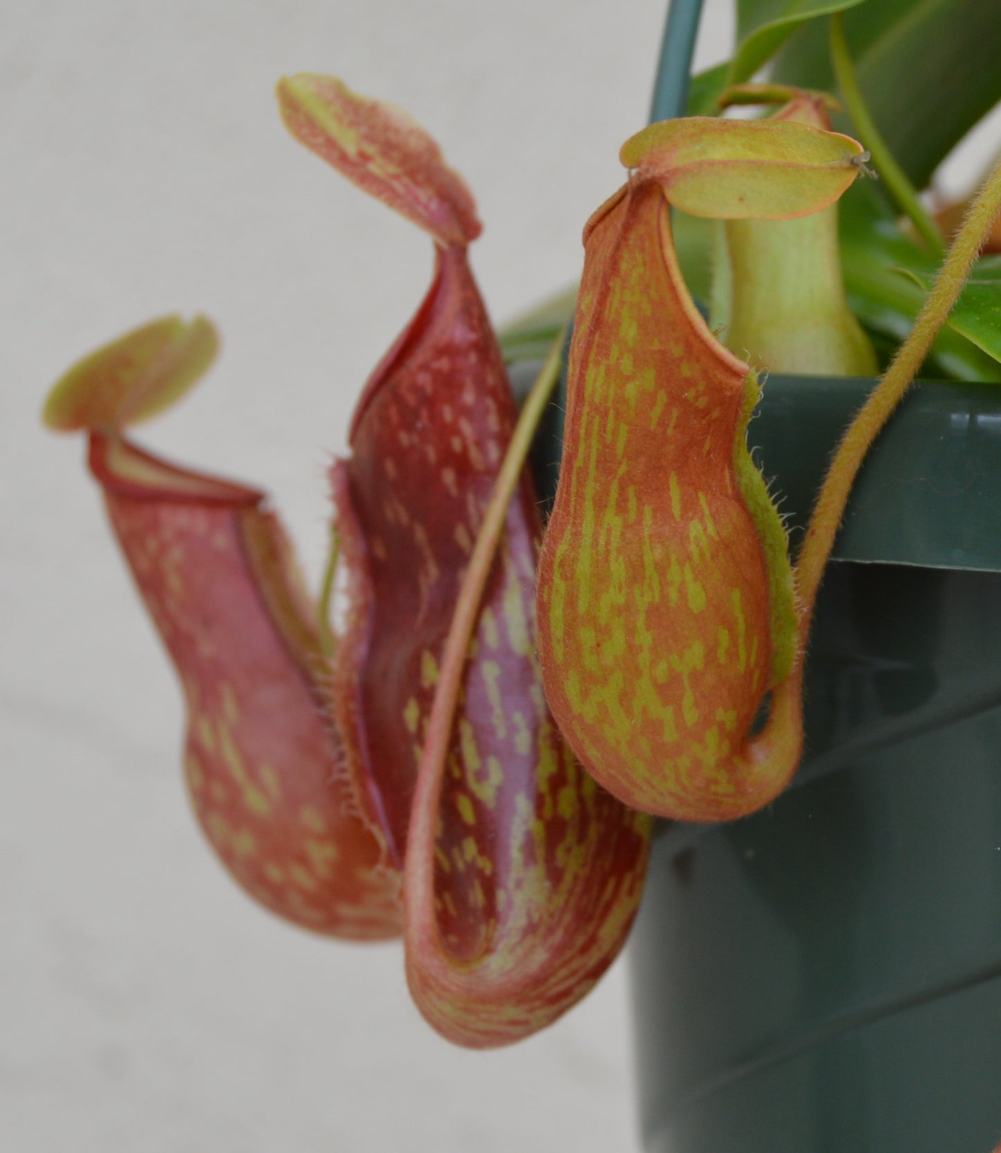 Nepenthes St. Gaya is a hybrid cross between khasiana x (ventricosa x maxima) Plants are at least 8 to 10 inches across with multiple pitchers and cherry red and green speckled coloration in 6 inch baskets