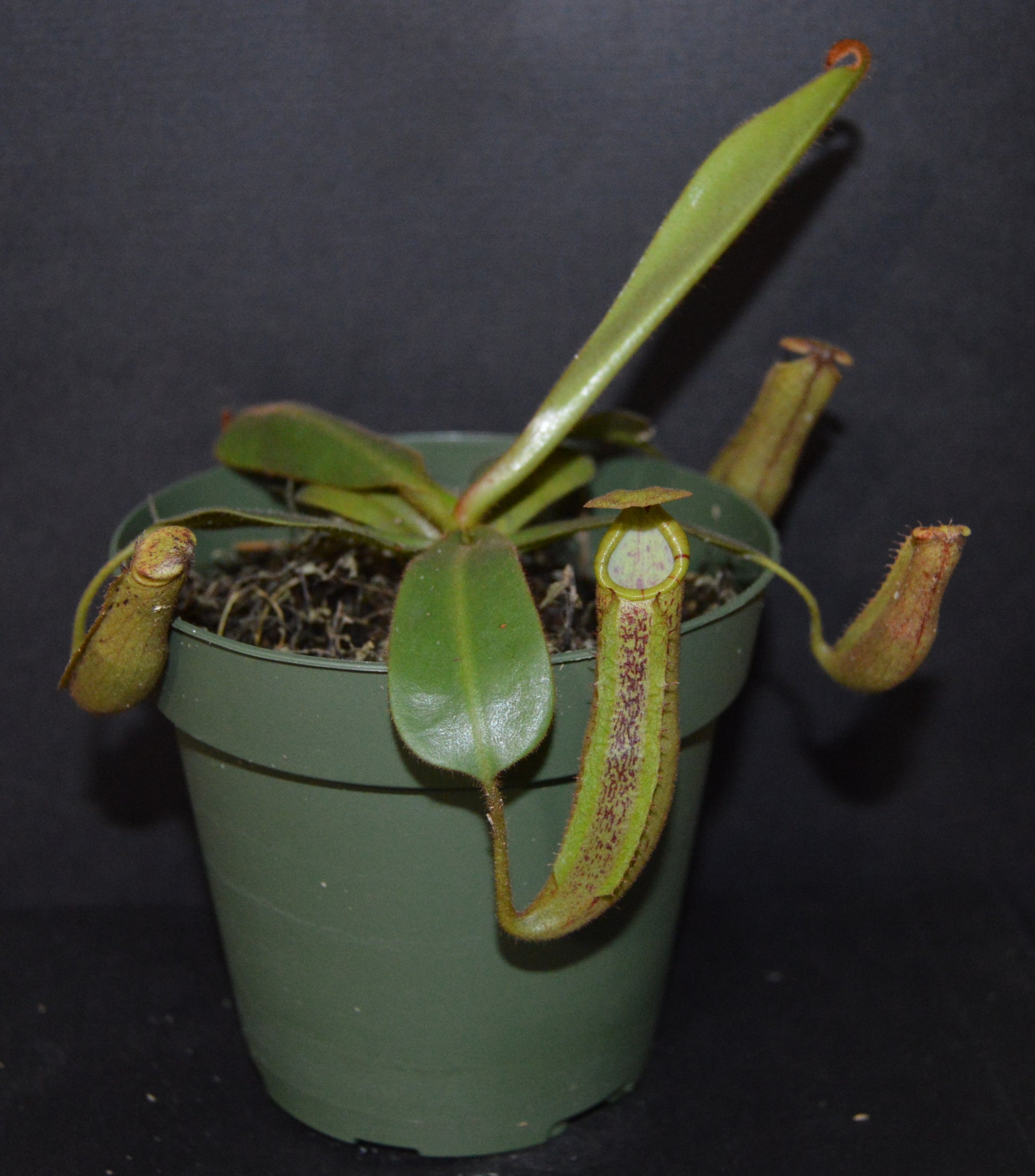 spectacular hybrid. The combination of veitchii with large flared peristome and incredible striping and platychila’s speckled pitcher body and flat equally striped peristome most colorful nepenthes in 4 inch pots