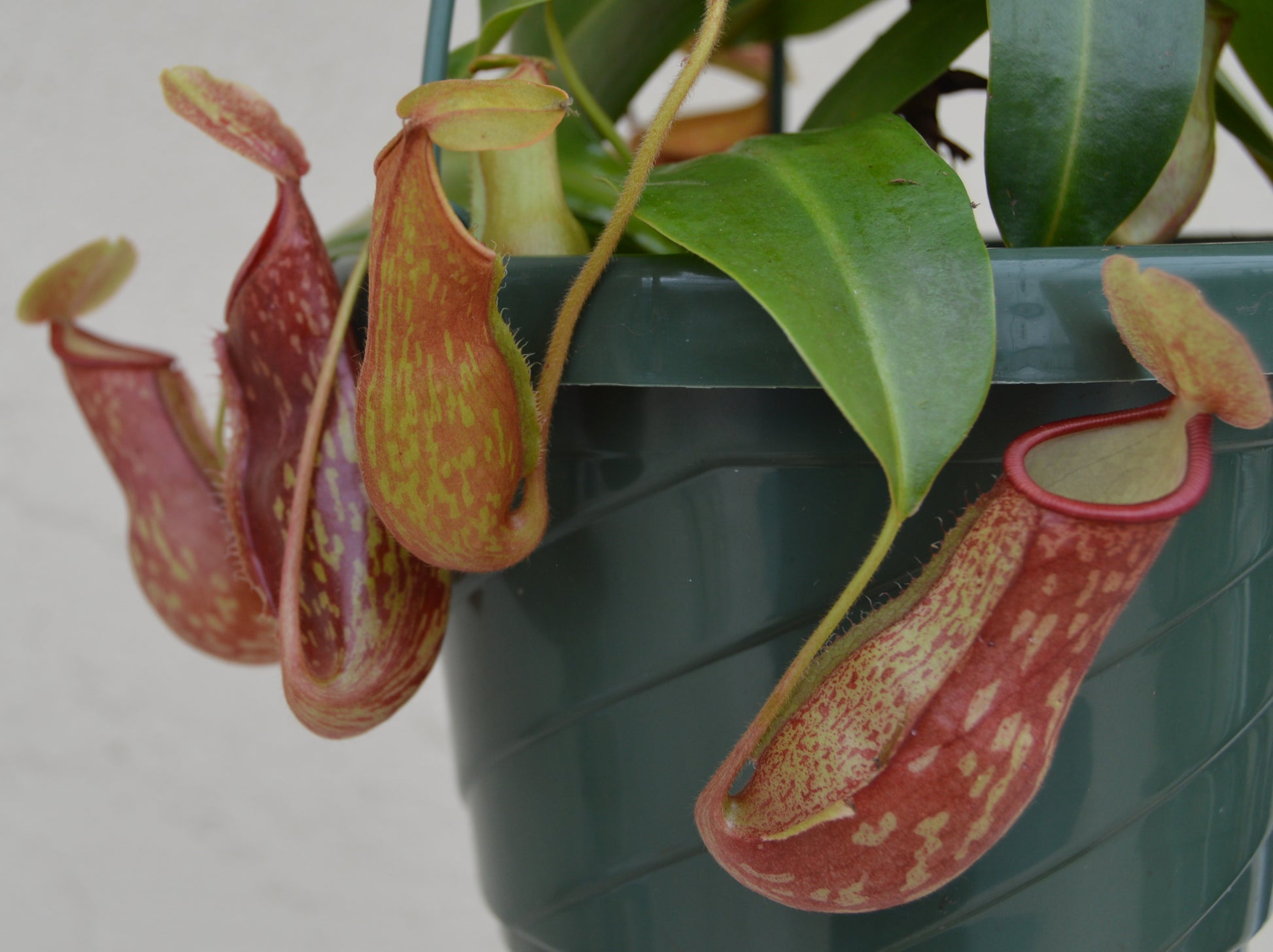 Nepenthes St. Gaya is a hybrid cross between khasiana x (ventricosa x maxima) Plants are at least 8 to 10 inches across with multiple pitchers and cherry red and green speckled coloration in 6 inch baskets