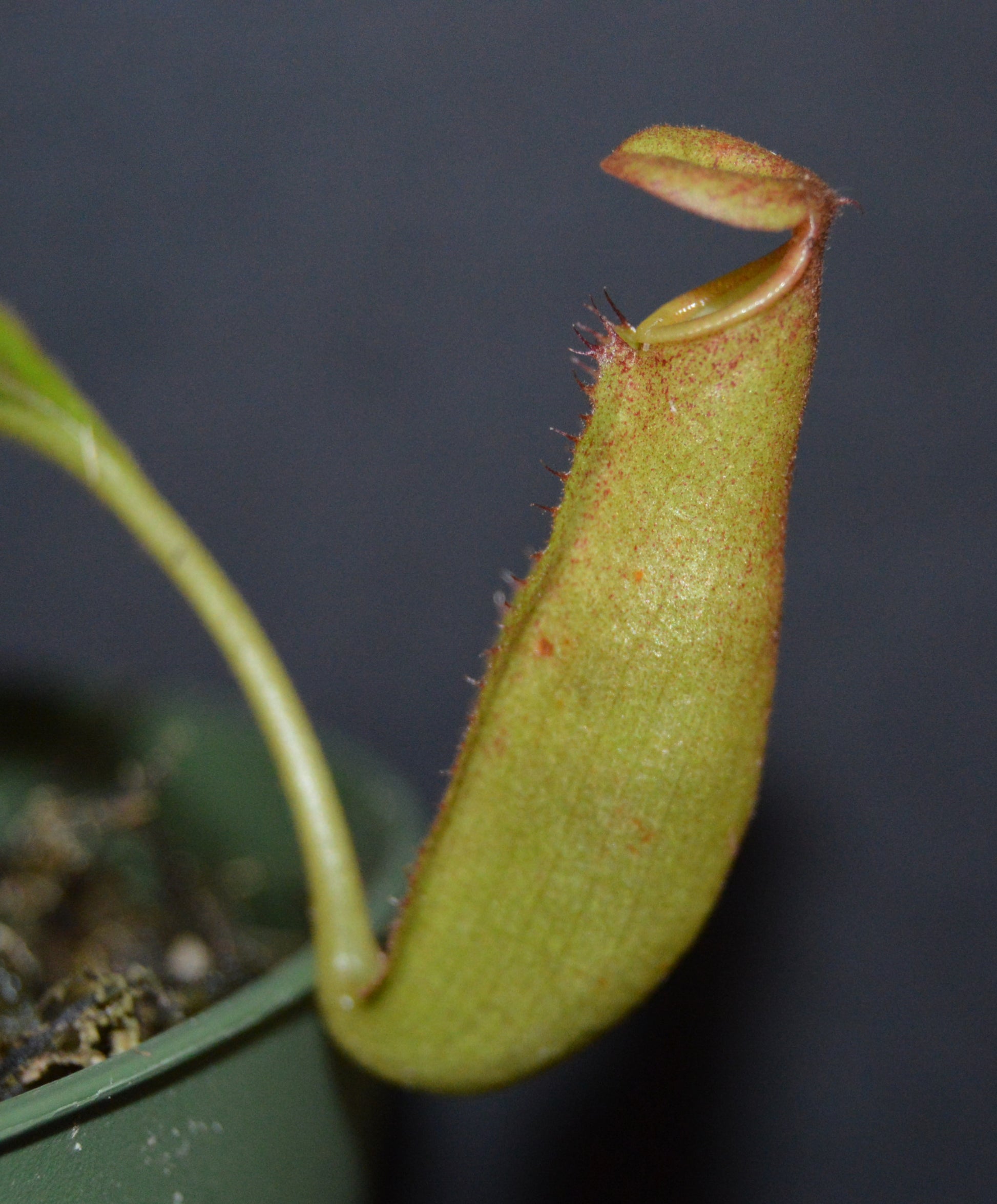 The female parent is a seed grown veitchii x lowii They will have colorful striped peristomes with a tubular shaped reddish green pitcher body They are in 4 inch pots