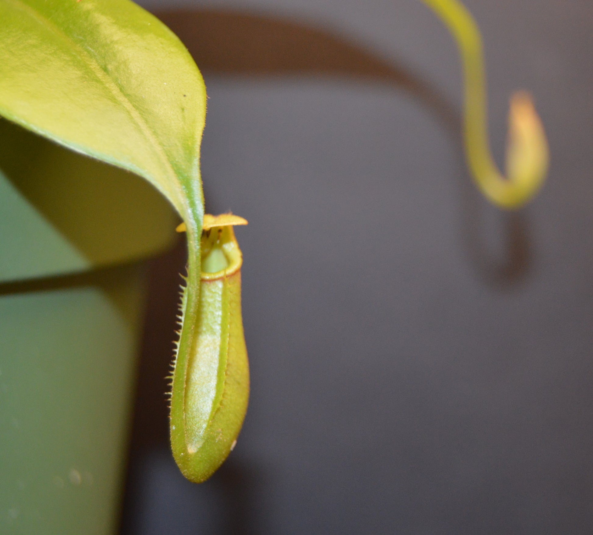 nepenthes Bicalcarata is most commonly recognized for its 2 fangs protruding from underneath the lid pitchers will have an orange/yellowish color plants are in 4 inch pots