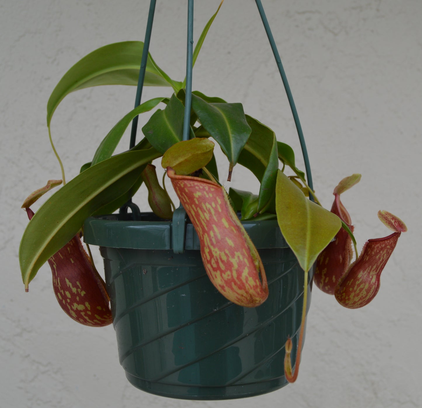 Nepenthes St. Gaya is a hybrid cross between khasiana x (ventricosa x maxima) Plants are at least 8 to 10 inches across with multiple pitchers and cherry red and green speckled coloration in 6 inch baskets