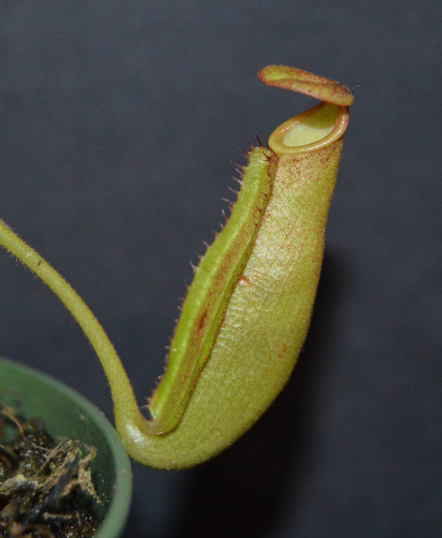 The female parent is a seed grown veitchii x lowii They will have colorful striped peristomes with a tubular shaped reddish green pitcher body They are in 4 inch pots