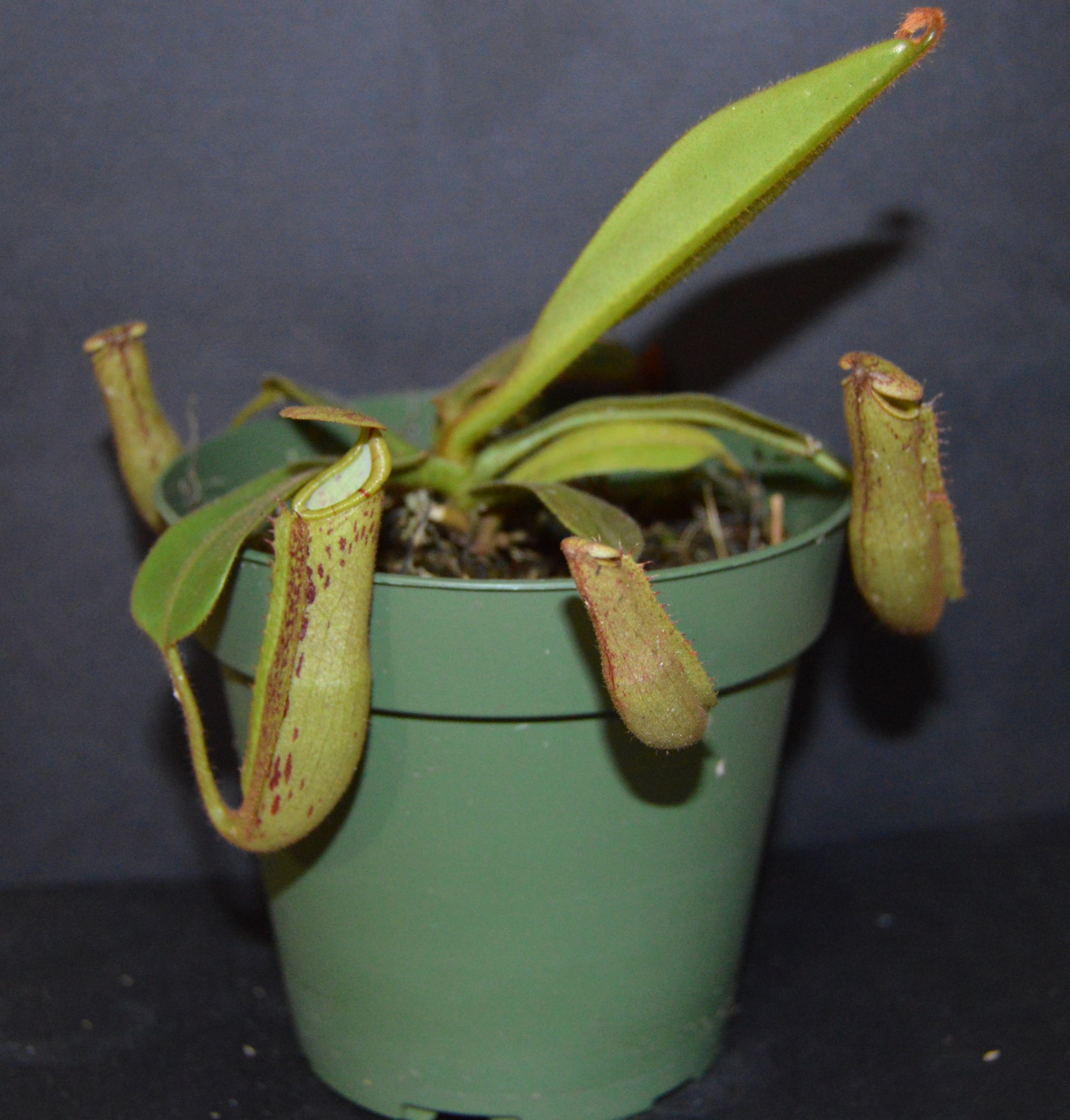 spectacular hybrid. The combination of veitchii with large flared peristome and incredible striping and platychila’s speckled pitcher body and flat equally striped peristome most colorful nepenthes in 4 inch pots