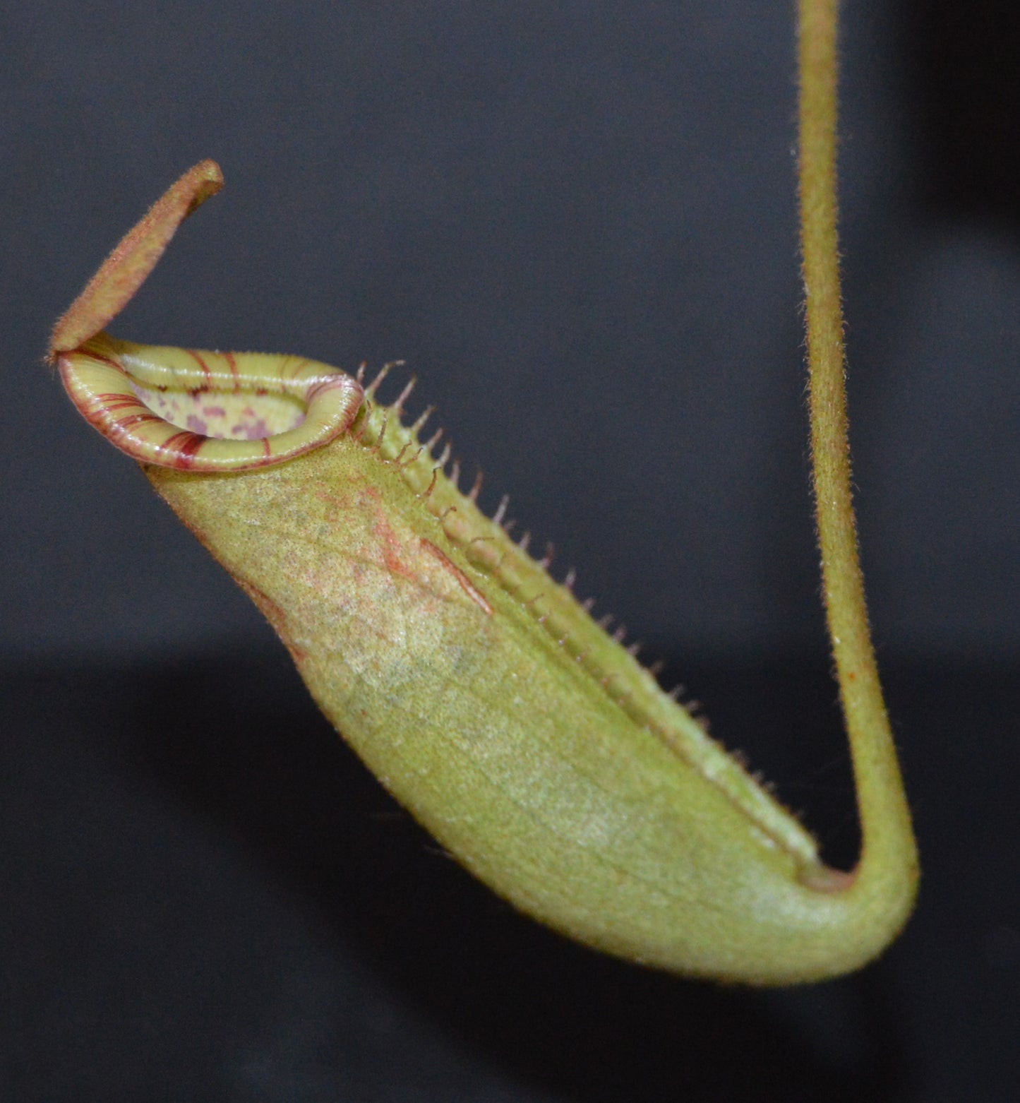 absolutely spectacular nepenthes new hybrid from BE with candy striped peristome and toilet bowl shaped upper pitchers plants are shipped in 4 inch pots