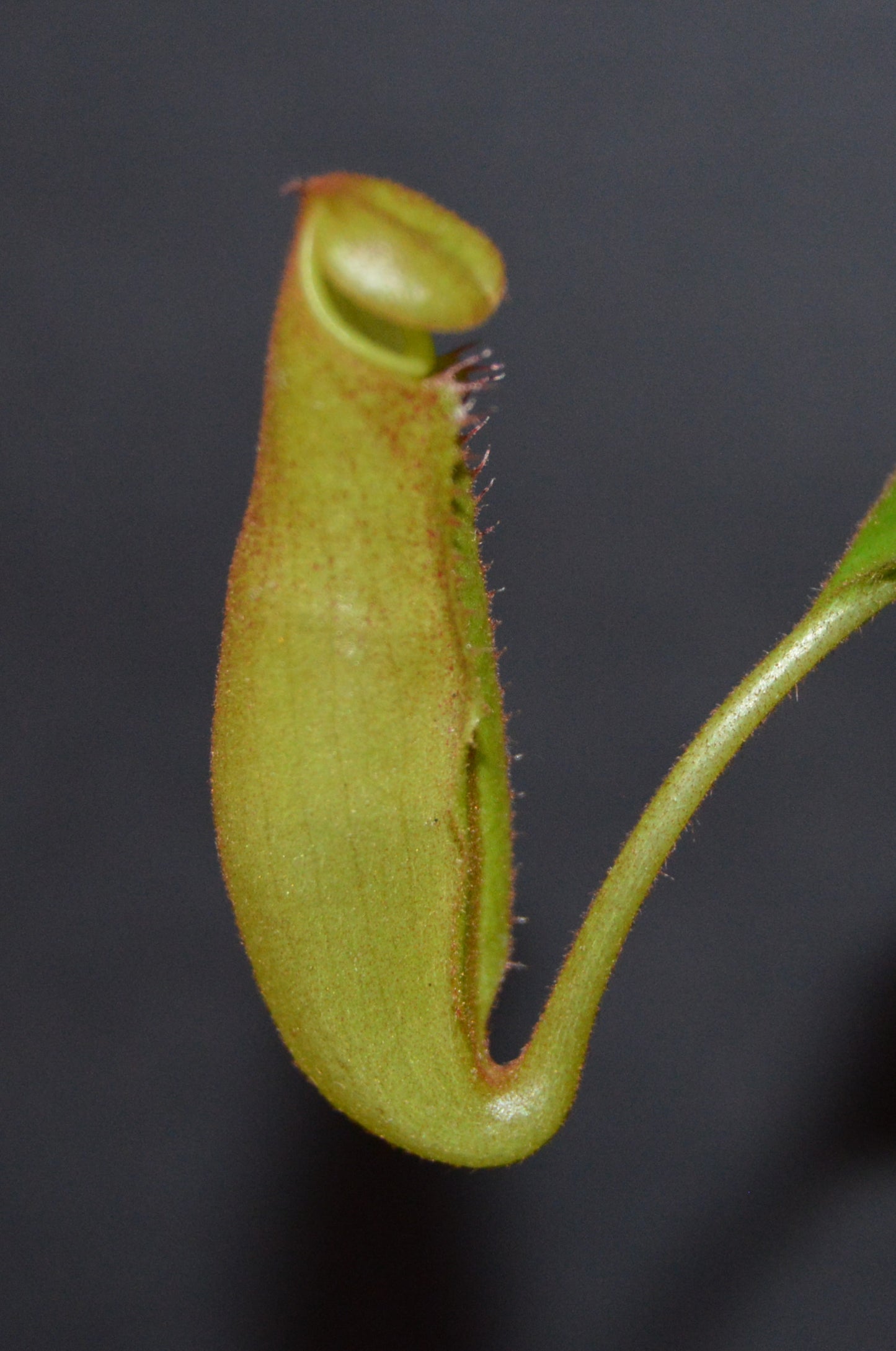 The female parent is a seed grown veitchii x lowii They will have colorful striped peristomes with a tubular shaped reddish green pitcher body They are in 4 inch pots