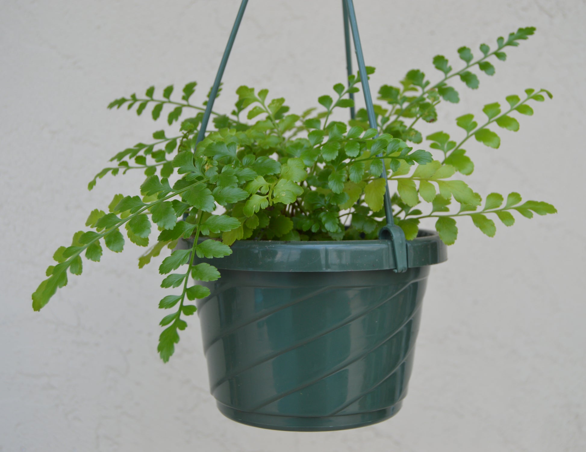 Asplenium Parvati has very distinctive, thick, dark green fronds. Leaves are hardy and shiny giving it an extremely robust nature. 