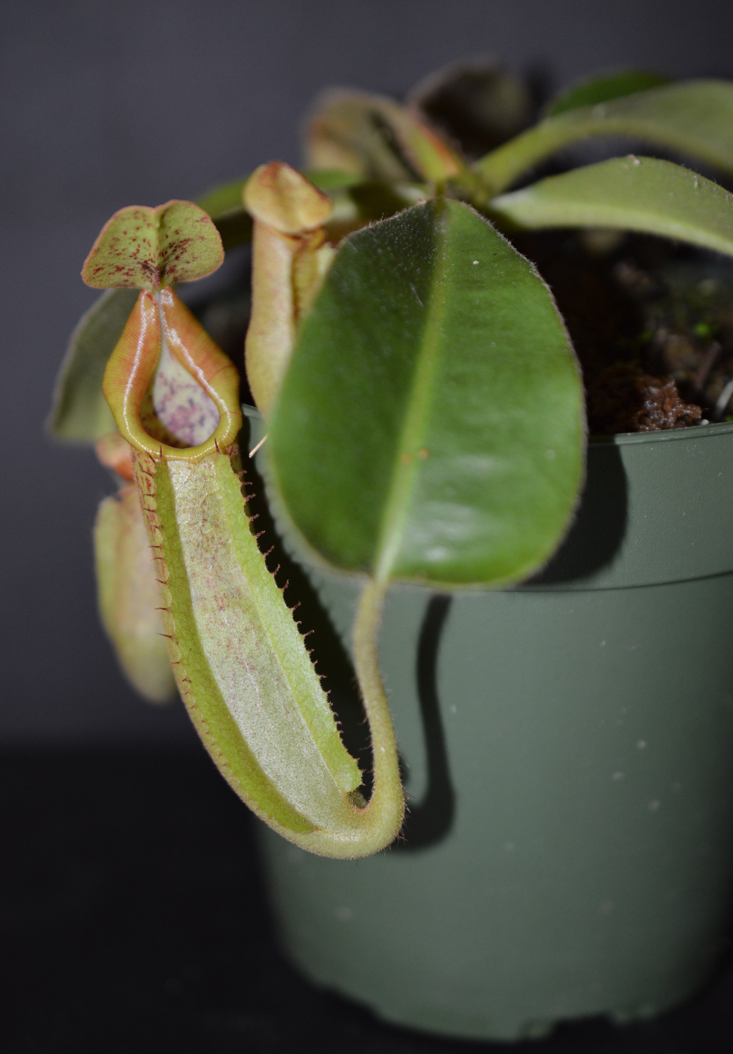 Nepenthes Veitchii x Maxima Pitcher Plant BE-4061