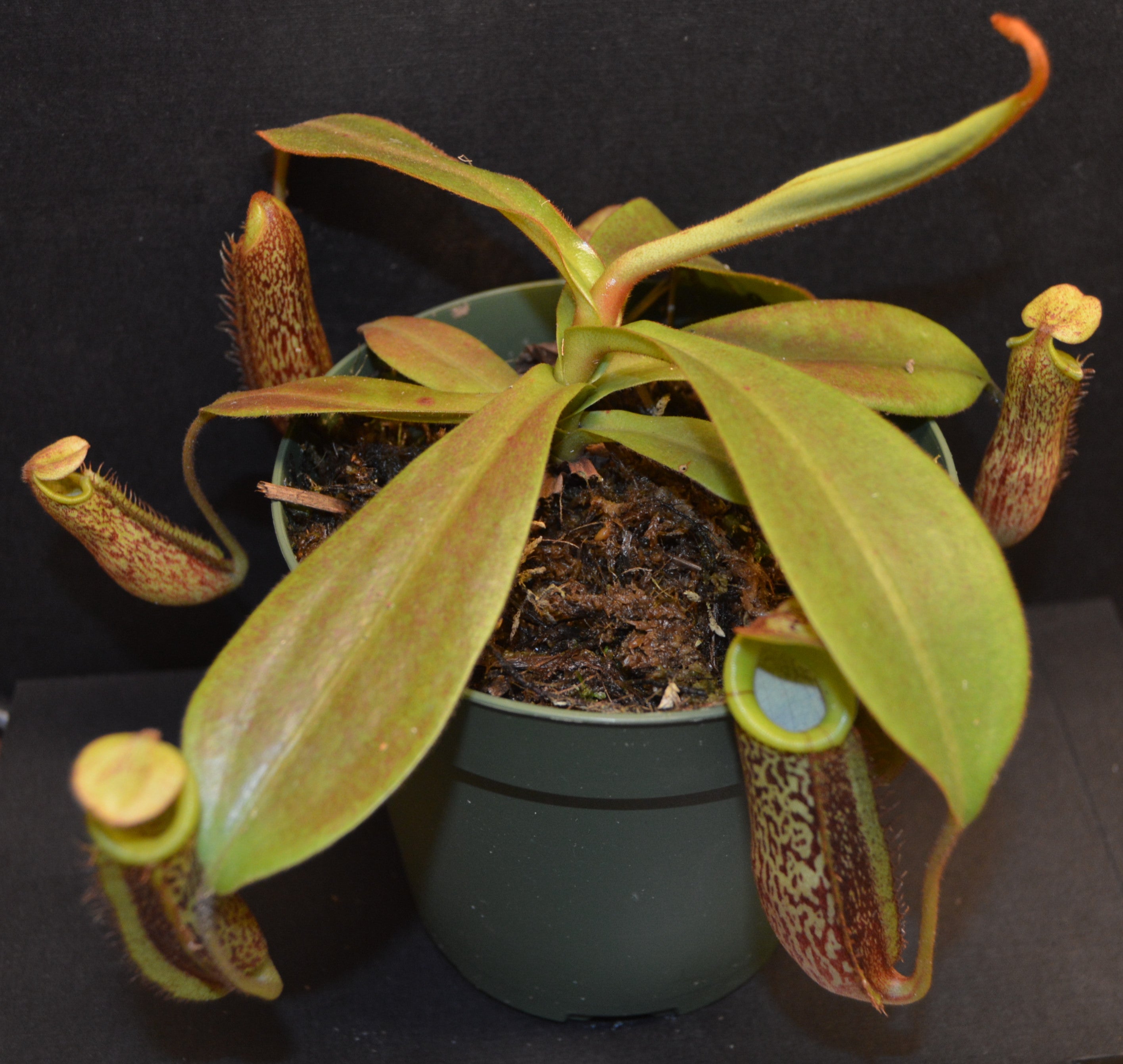 Nepenthes Spectabilis x Platychila Pitcher Plant BE- 3760 – carnivoreplants