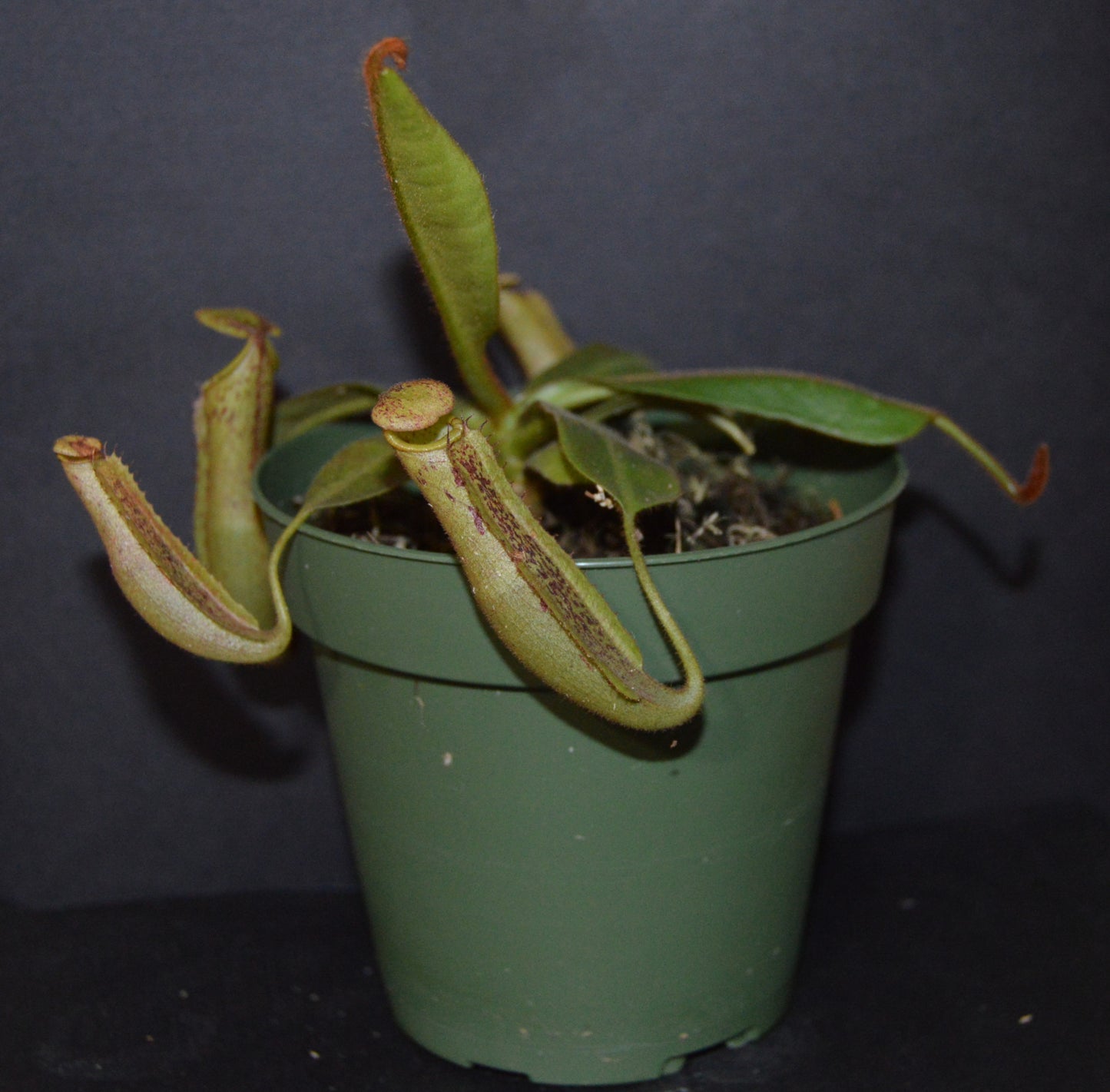 spectacular hybrid. The combination of veitchii with large flared peristome and incredible striping and platychila’s speckled pitcher body and flat equally striped peristome most colorful nepenthes in 4 inch pots