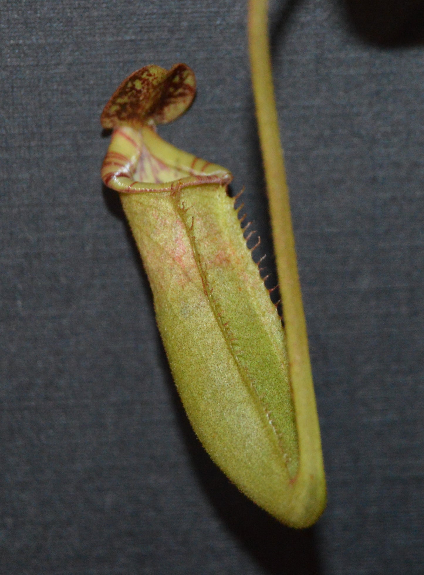 absolutely spectacular nepenthes new hybrid from BE with candy striped peristome and toilet bowl shaped upper pitchers plants are shipped in 4 inch pots