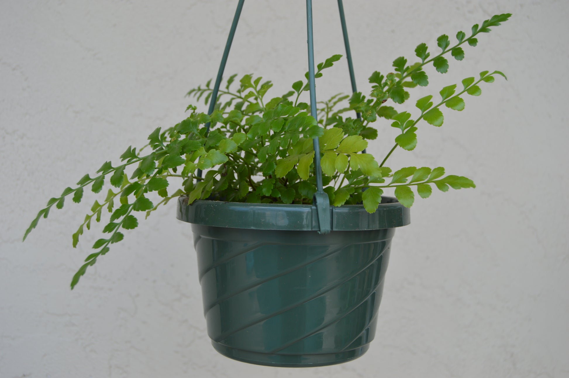 Asplenium Parvati has very distinctive, thick, dark green fronds. Leaves are hardy and shiny giving it an extremely robust nature.