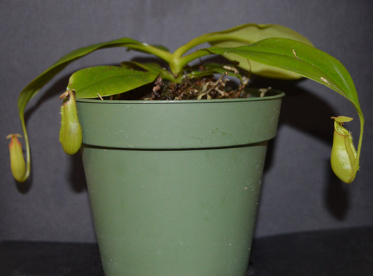 nepenthes Bicalcarata is most commonly recognized for its 2 fangs protruding from underneath the lid pitchers will have an orange/yellowish color  plants are in 4 inch pots