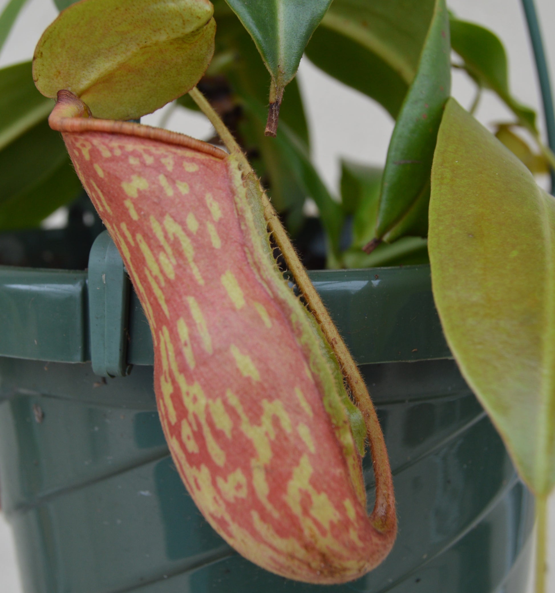 Nepenthes St. Gaya is a hybrid cross between khasiana x (ventricosa x maxima) Plants are at least 8 to 10 inches across with multiple pitchers and cherry red and green speckled coloration in 6 inch baskets