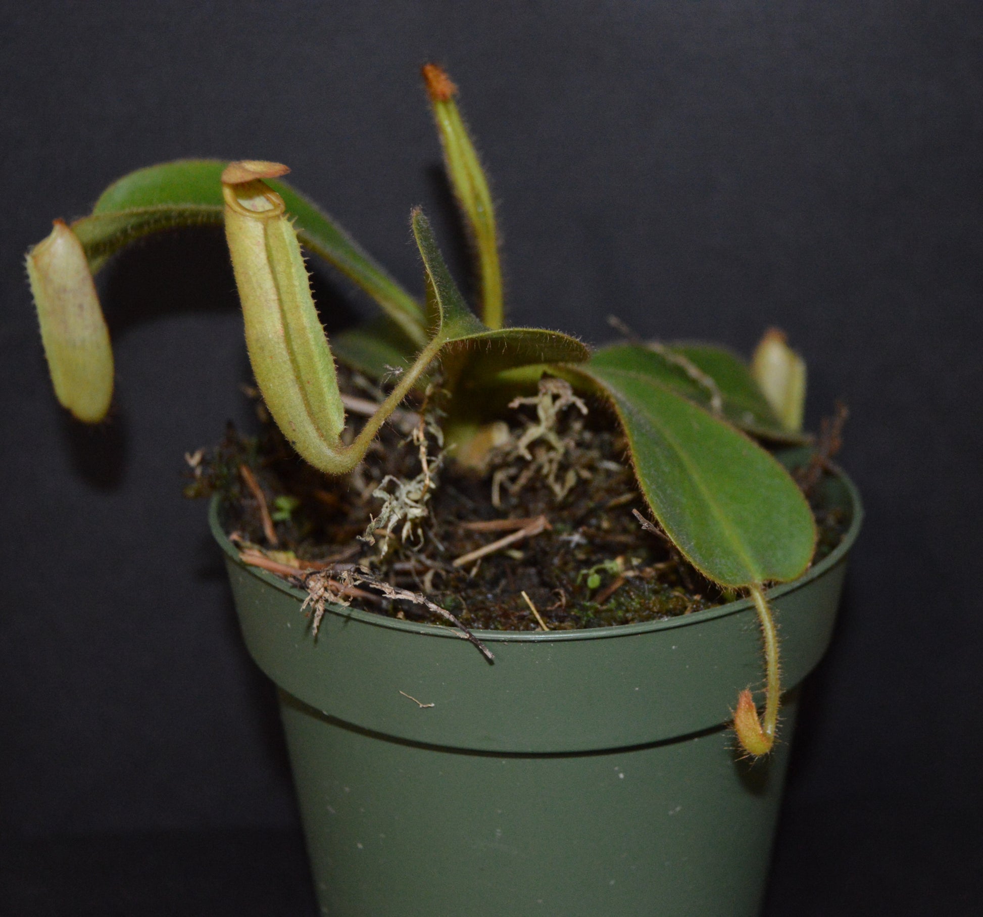 The female parent is a seed grown veitchii x lowii They will have colorful striped peristomes with a tubular shaped reddish green pitcher body They are in 4 inch pots