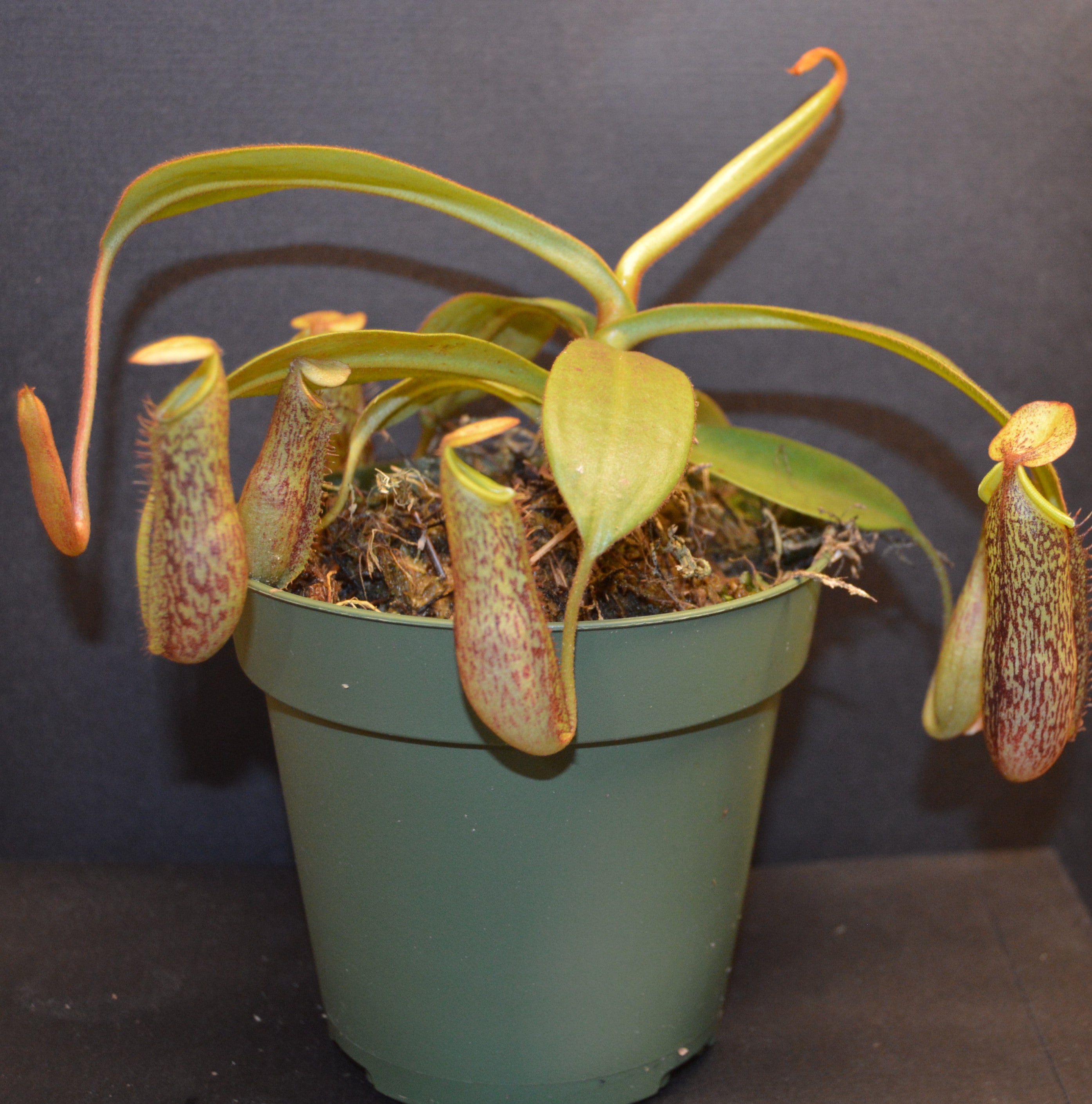 Nepenthes Spectabilis x Platychila Pitcher Plant BE- 3760 