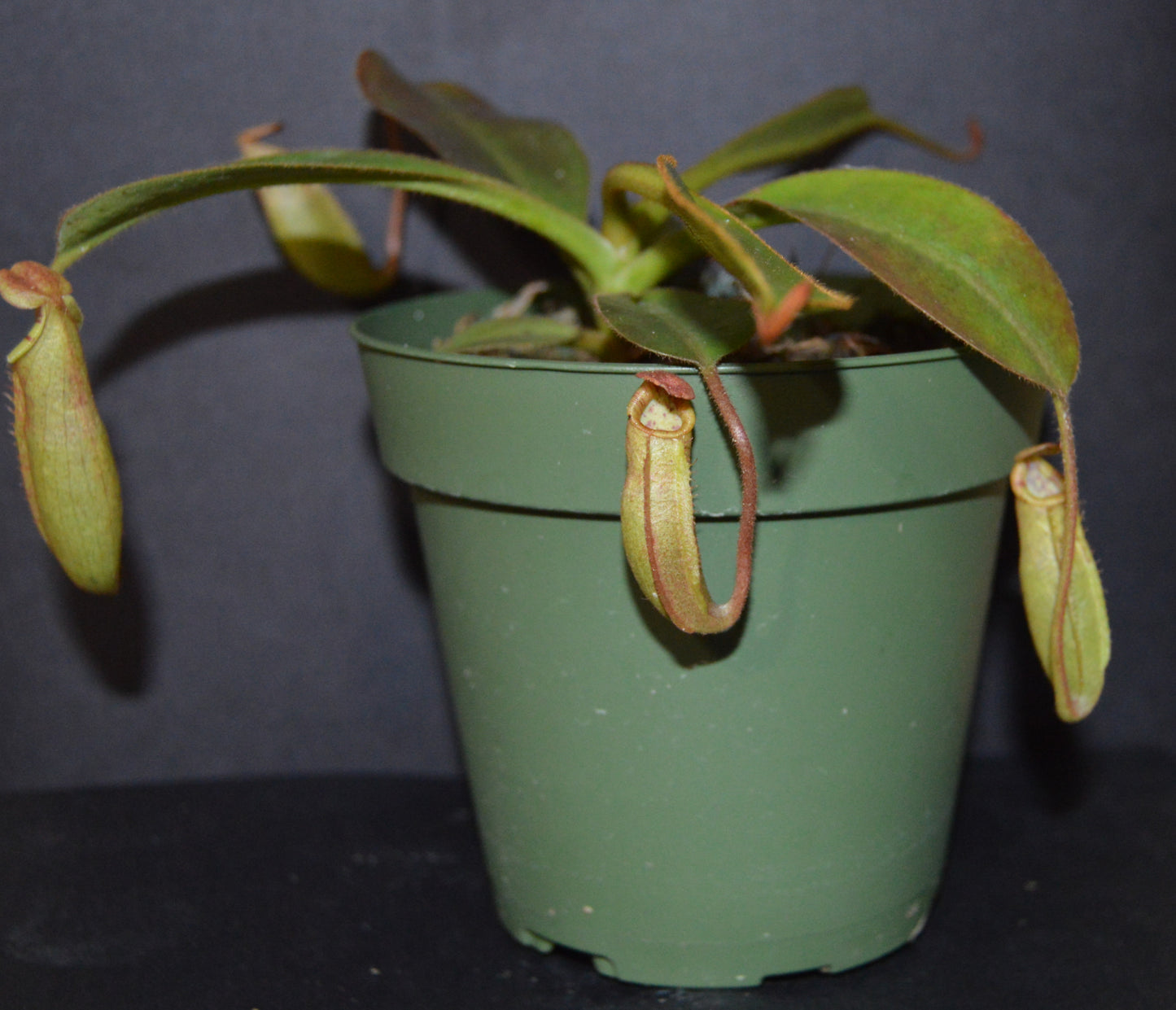 absolutely spectacular nepenthes new hybrid from BE with candy striped peristome and toilet bowl shaped upper pitchers plants are shipped in 4 inch pots