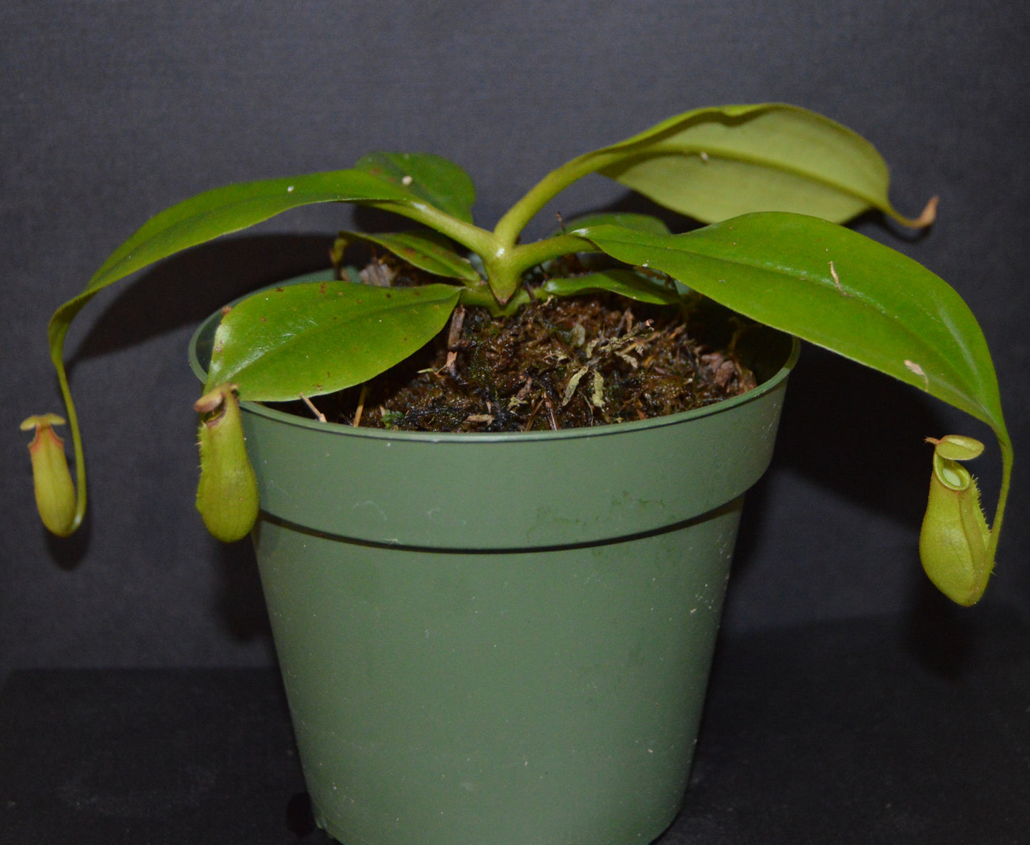 nepenthes Bicalcarata is most commonly recognized for its 2 fangs protruding from underneath the lid pitchers will have an orange/yellowish color plants are in 4 inch pots