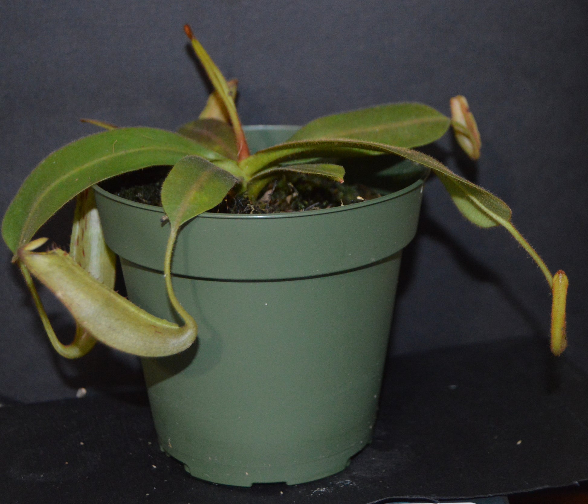 spectacular hybrid. The combination of veitchii with large flared peristome and incredible striping and platychila’s speckled pitcher body and flat equally striped peristome most colorful nepenthes in 4 inch pots