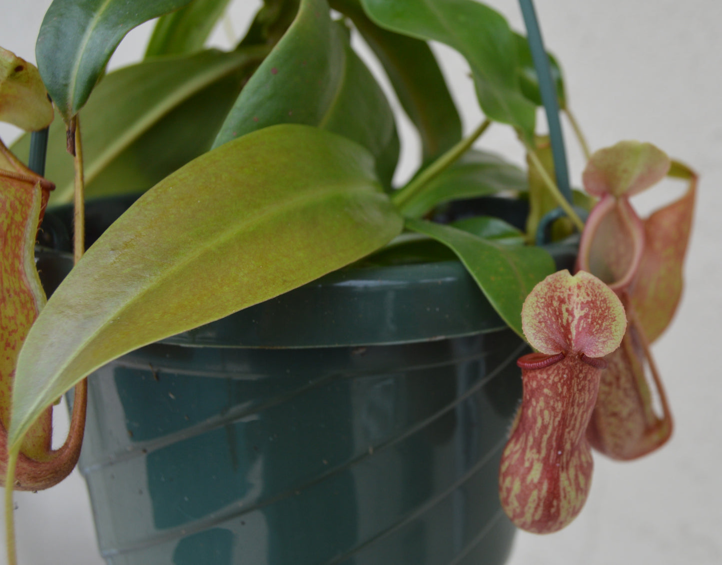 Nepenthes St. Gaya is a hybrid cross between khasiana x (ventricosa x maxima) Plants are at least 8 to 10 inches across with multiple pitchers and cherry red and green speckled coloration in 6 inch baskets