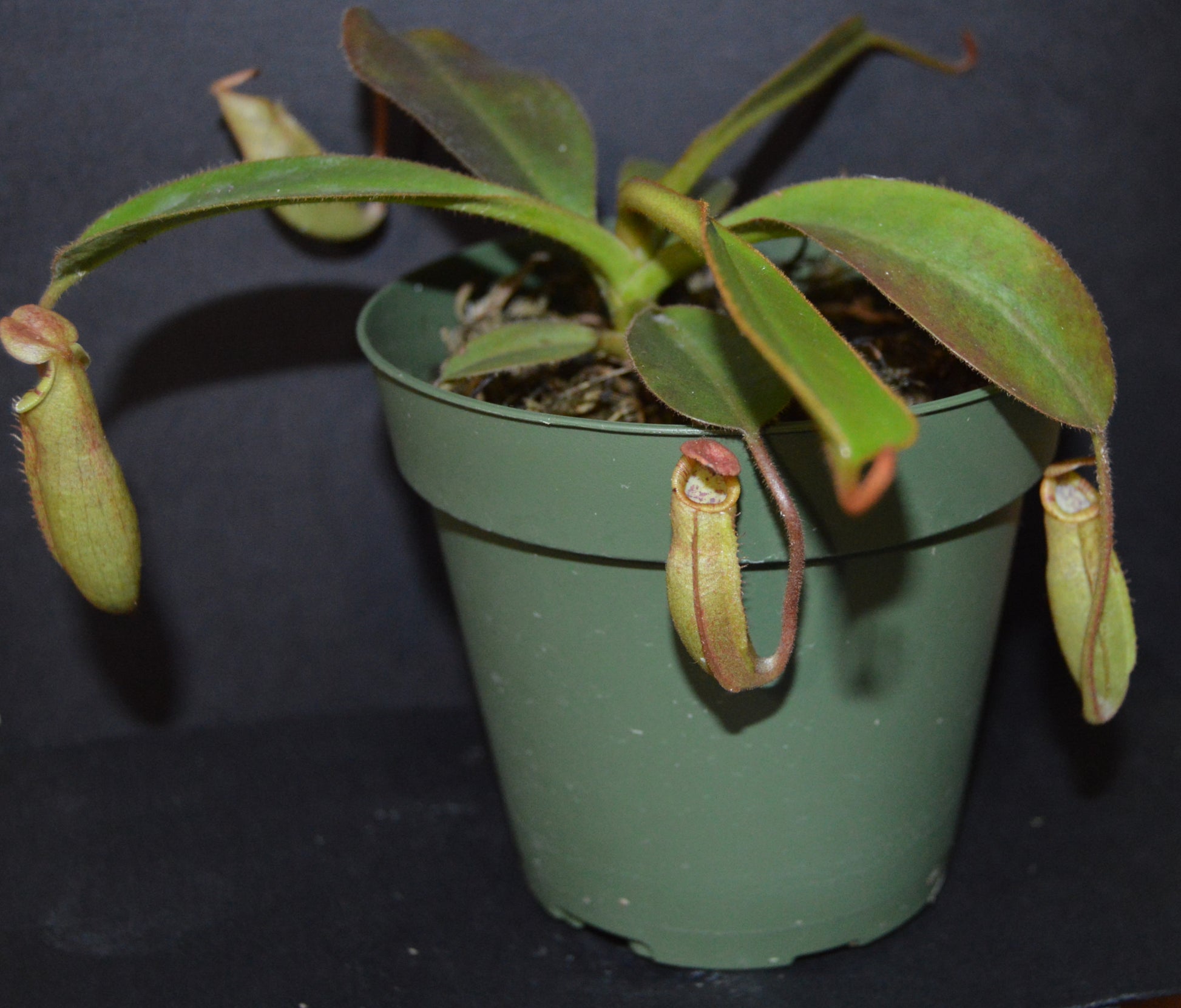 absolutely spectacular nepenthes new hybrid from BE with candy striped peristome and toilet bowl shaped upper pitchers plants are shipped in 4 inch pots