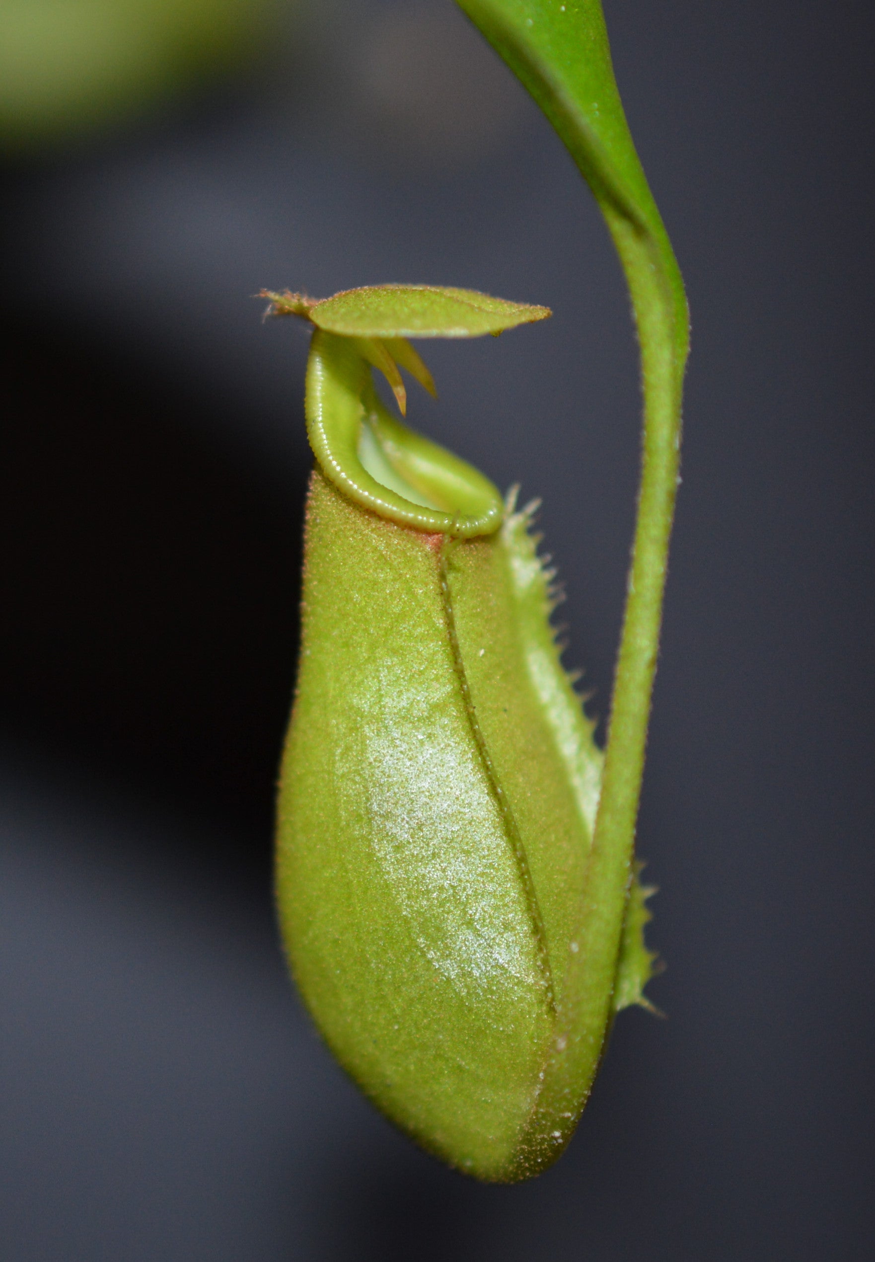 nepenthes Bicalcarata is most commonly recognized for its 2 fangs protruding from underneath the lid pitchers will have an orange/yellowish color plants are in 4 inch pots