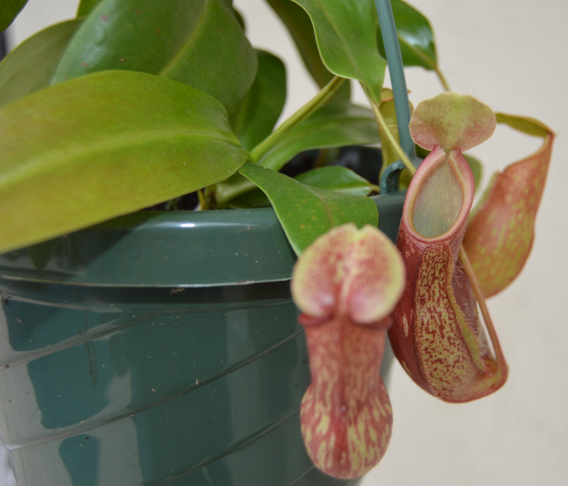 Nepenthes St. Gaya is a hybrid cross between khasiana x (ventricosa x maxima) Plants are at least 8 to 10 inches across with multiple pitchers and cherry red and green speckled coloration in 6 inch baskets