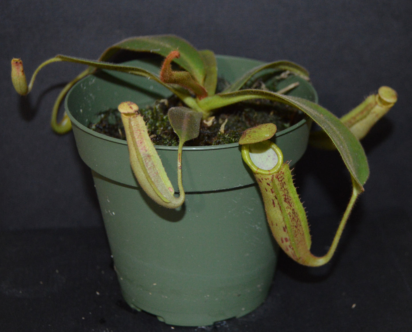 spectacular hybrid. The combination of veitchii with large flared peristome and incredible striping and platychila’s speckled pitcher body and flat equally striped peristome most colorful nepenthes in 4 inch pots