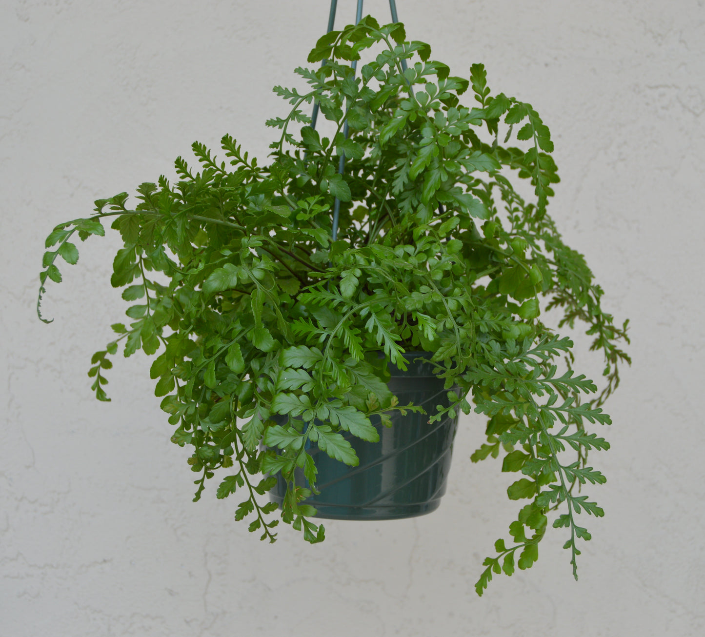 Asplenium Parvati has very distinctive, thick, dark green fronds. Leaves are hardy and shiny giving it an extremely robust nature.