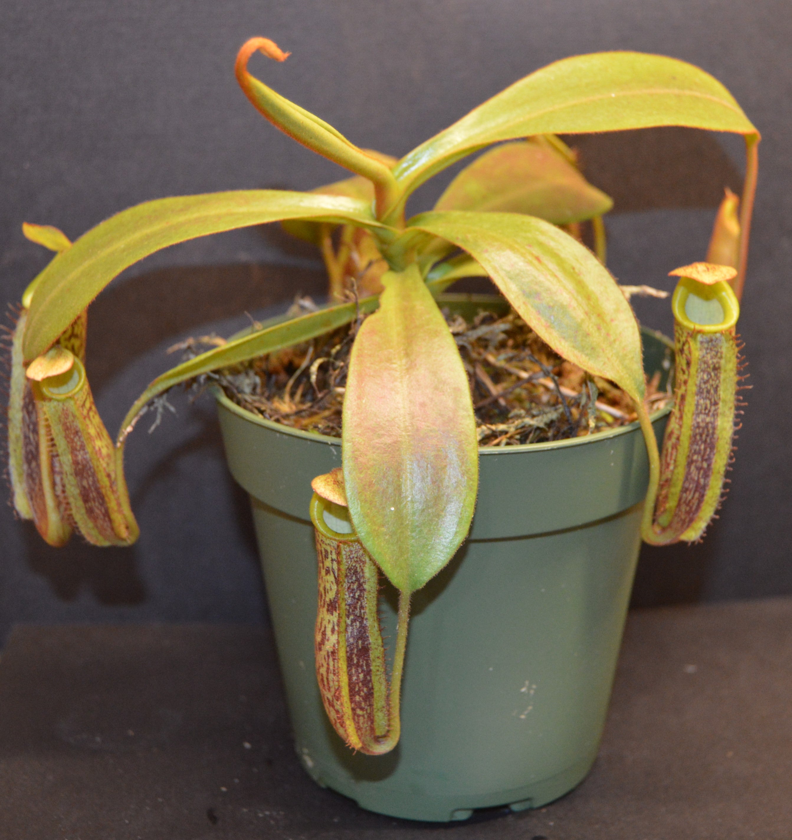 Nepenthes Spectabilis x Platychila Pitcher Plant BE- 3760